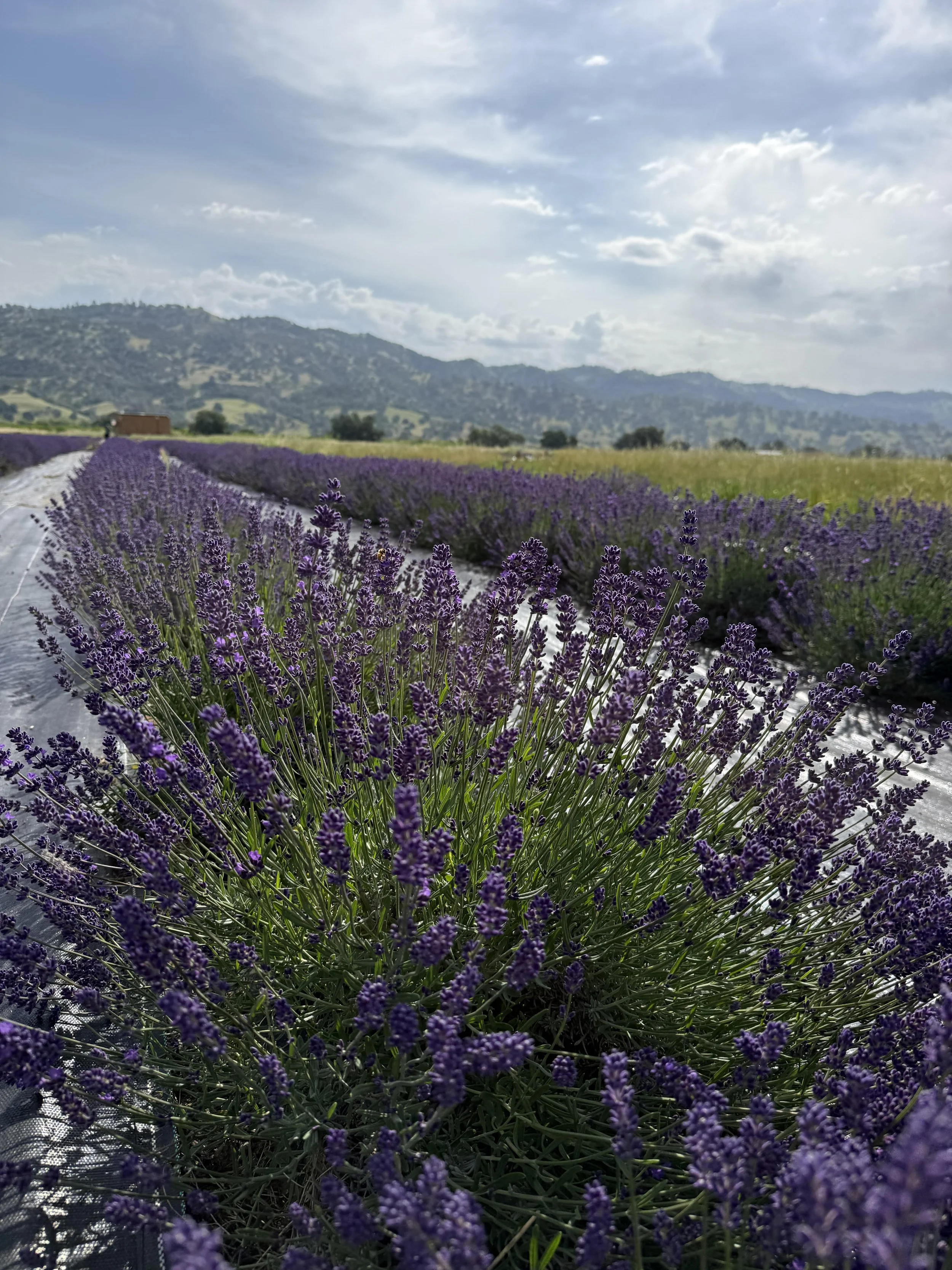 Farzaneh Valley lavender Plants 