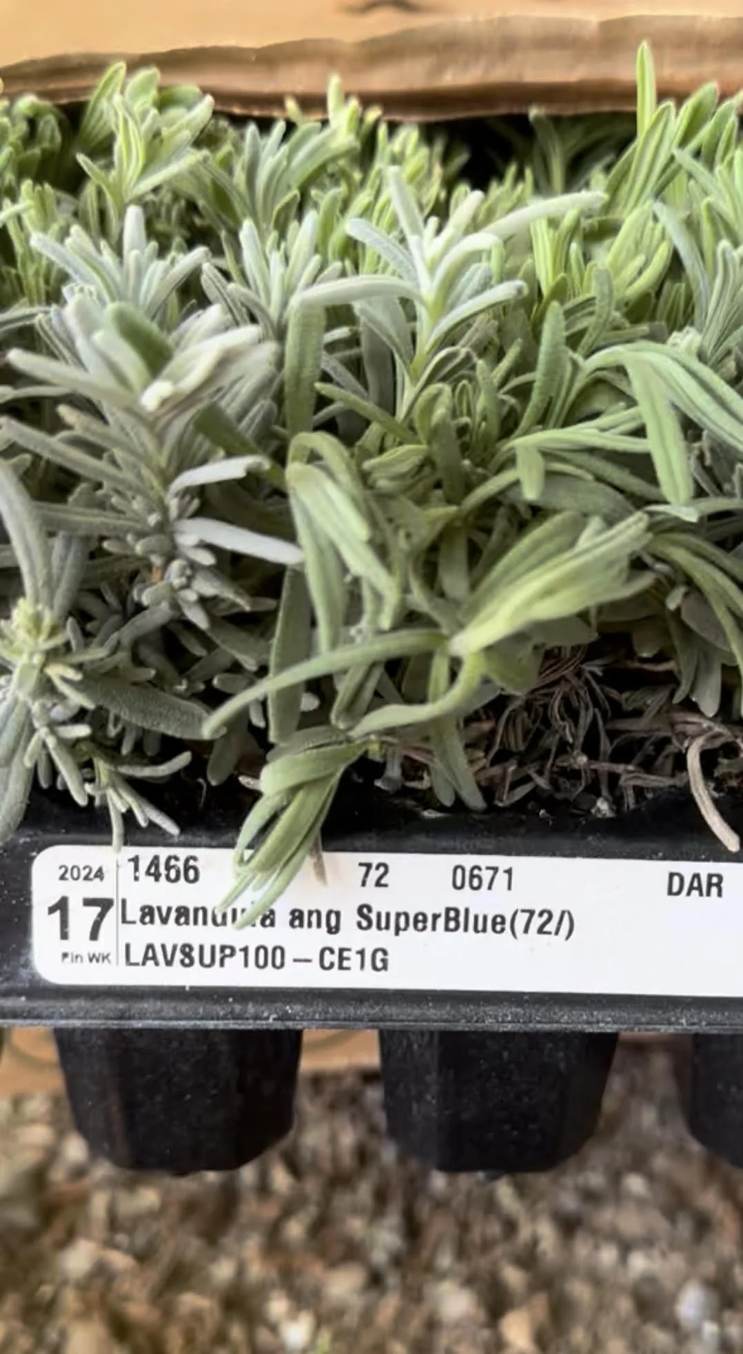 Farzaneh Valley lavender Plants 