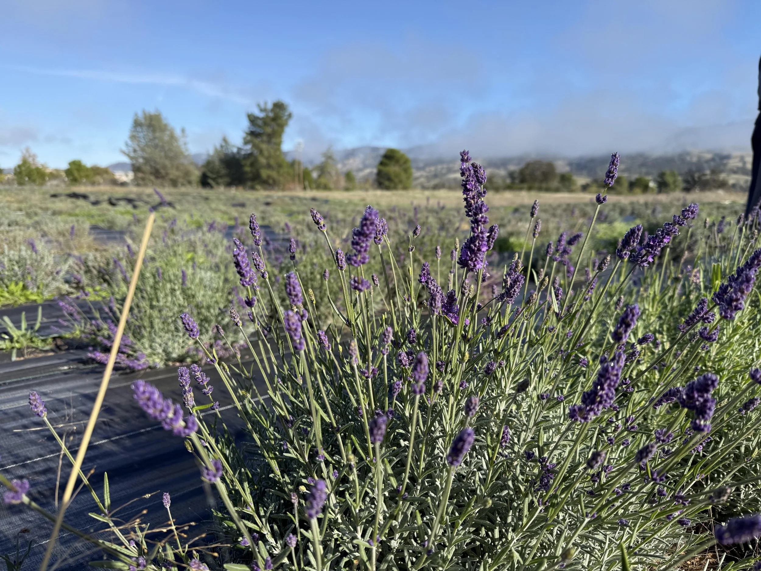 Farzaneh Valley lavender Plants 