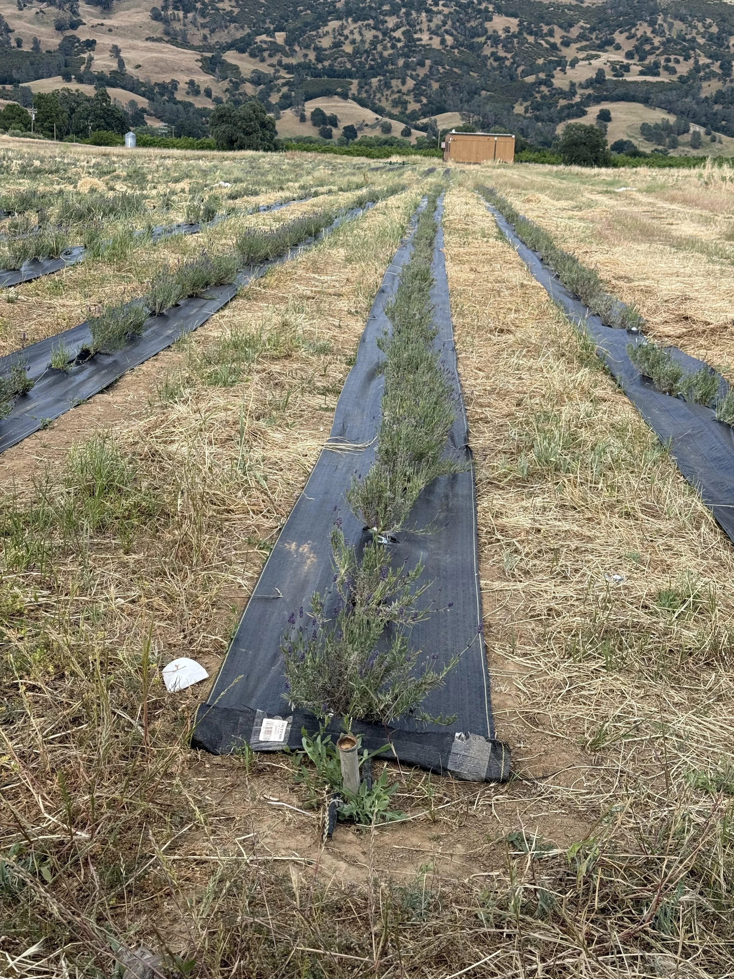 Farzaneh Valley lavender Plants 