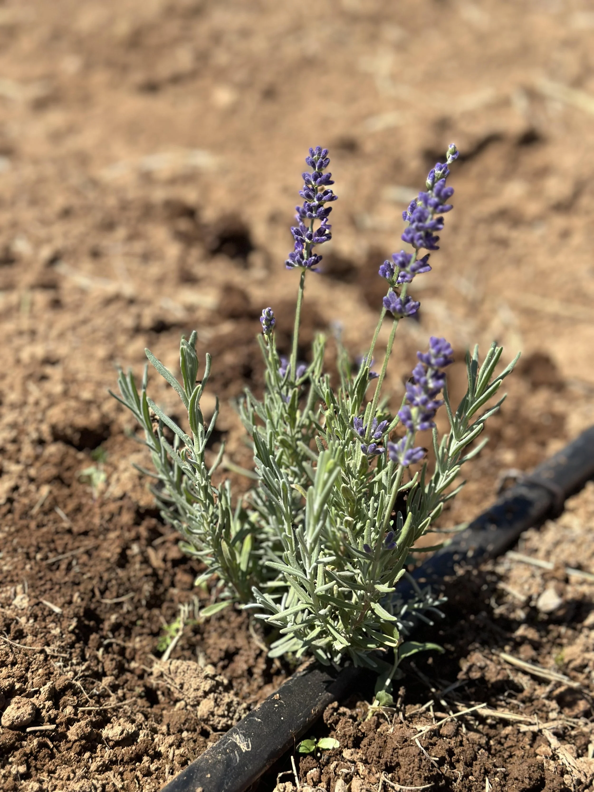 Farzaneh Valley lavender Plants 