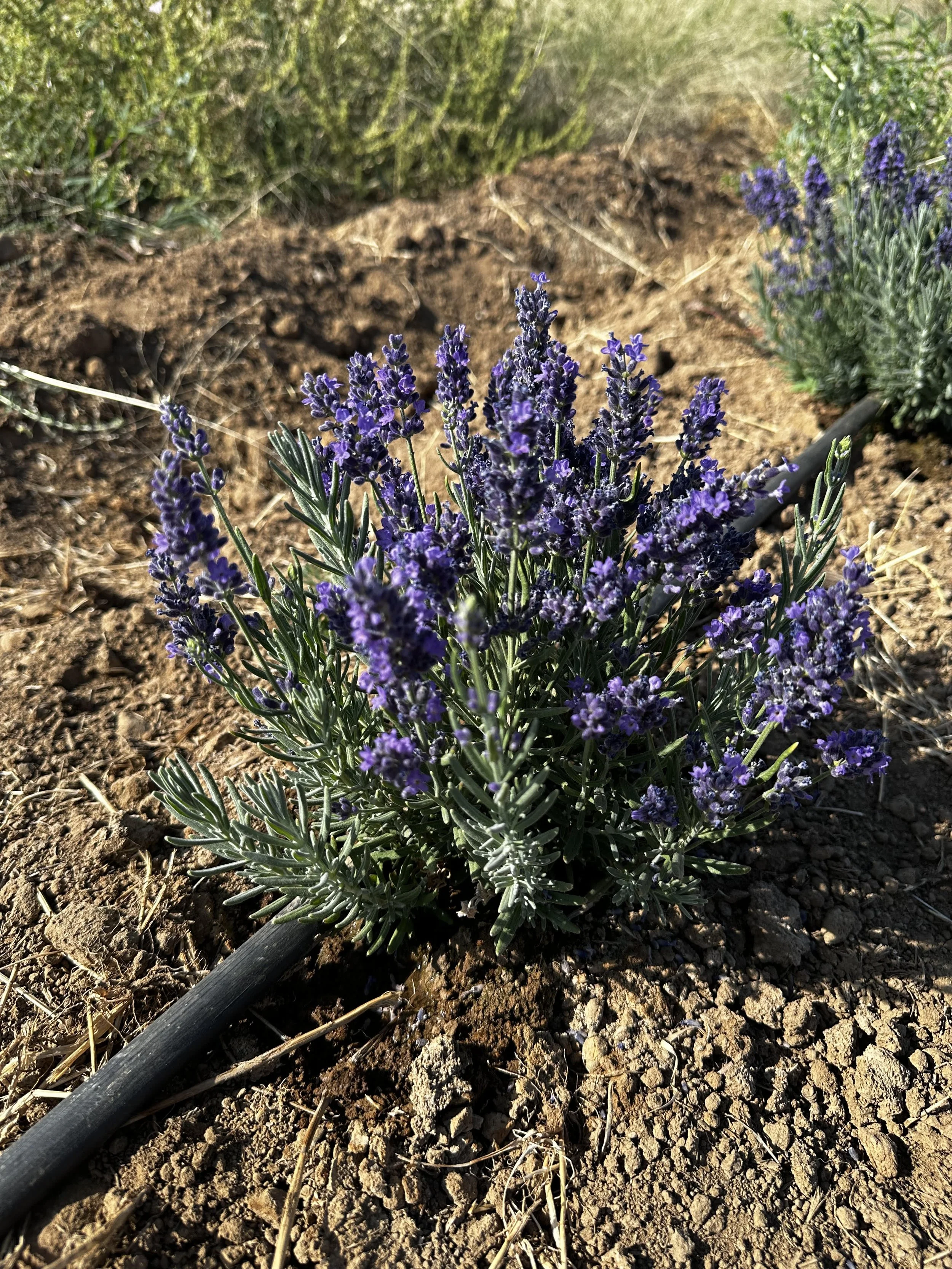 Farzaneh Valley lavender Plants 
