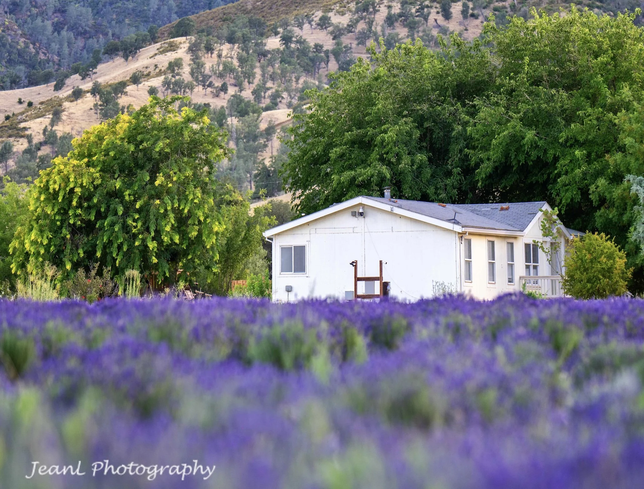 Farzaneh Valley lavender Farm House photo.jpg
