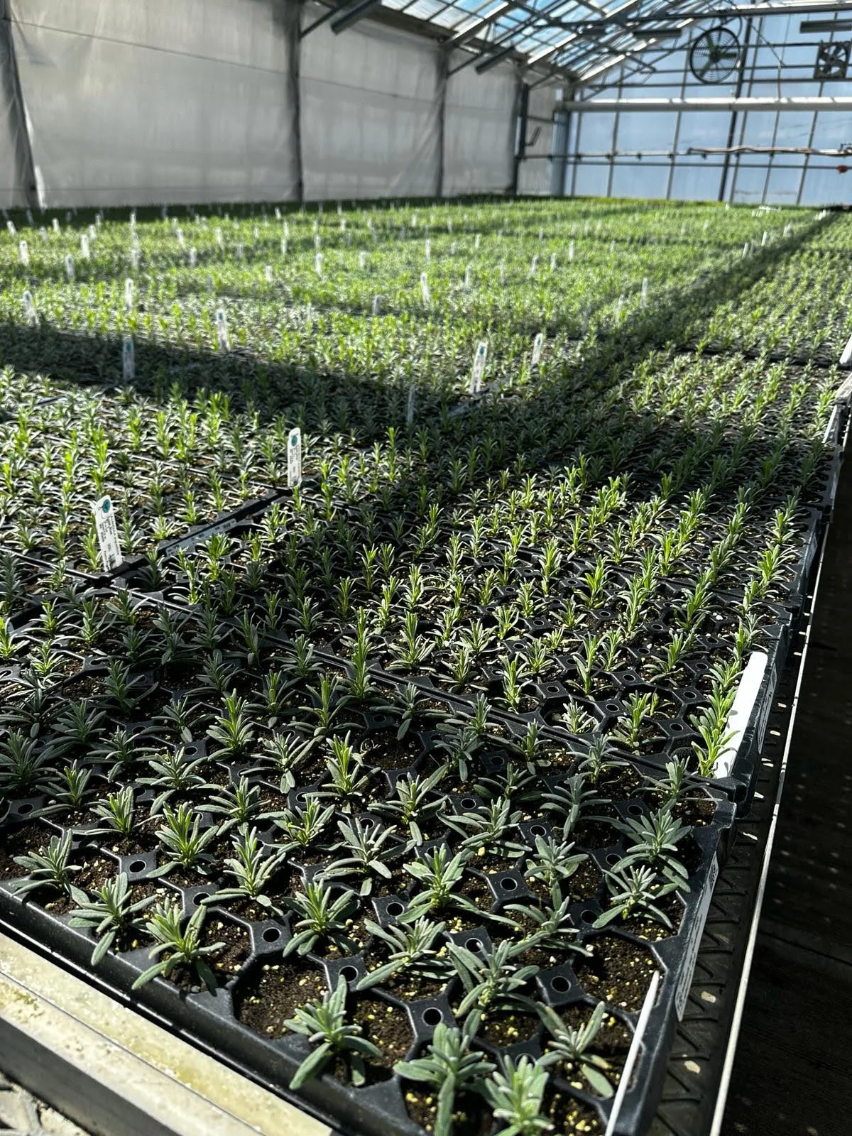 Farzaneh Valley lavender Plants 