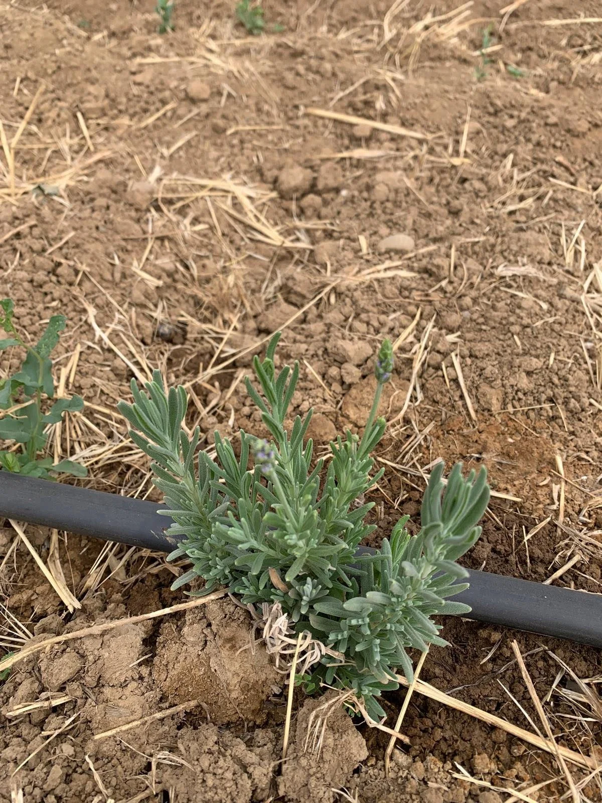 Farzaneh Valley lavender Plants 
