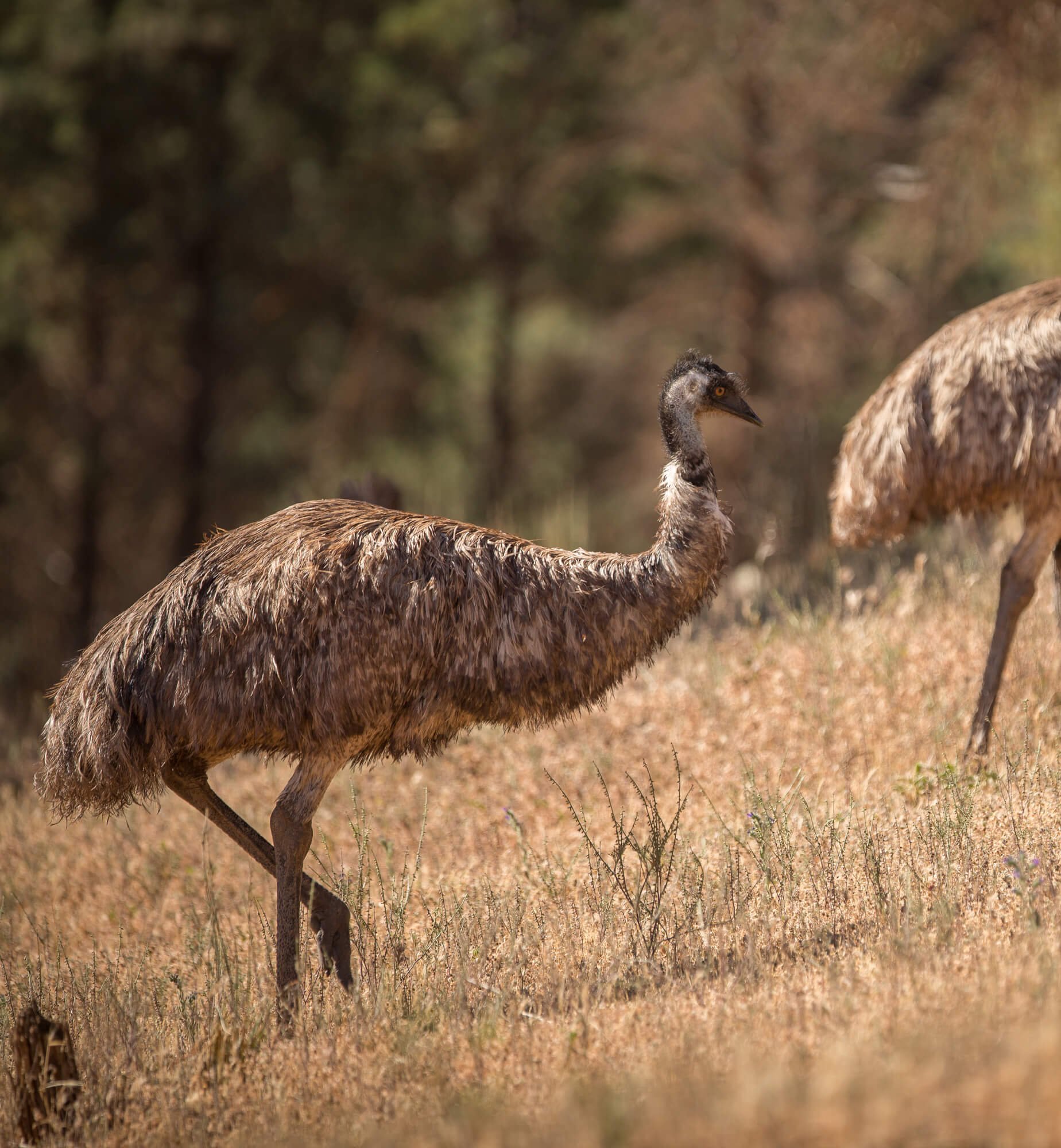 Emus.jpg