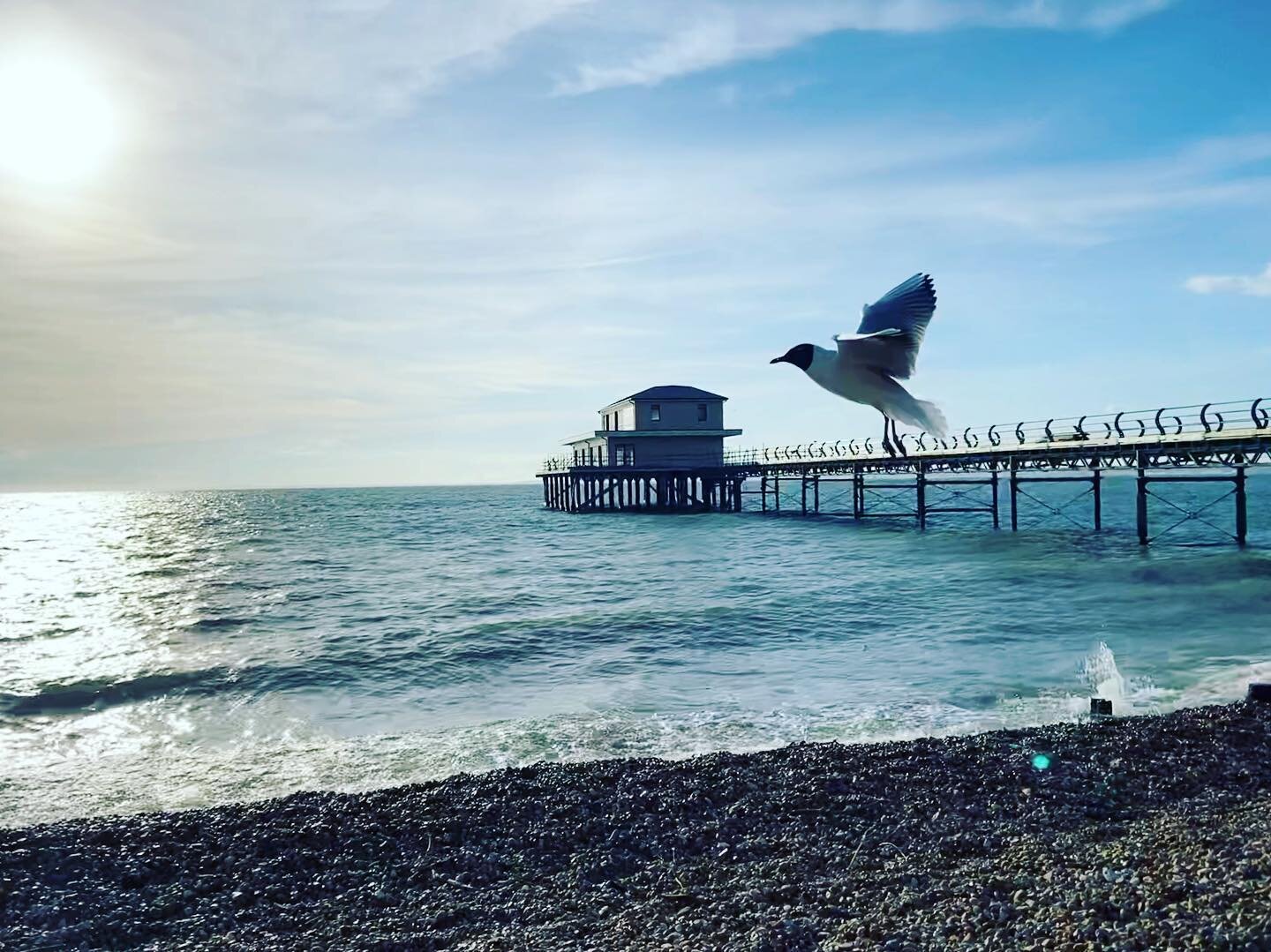 Giant bird spotted on Totland Pier 🦅 😮