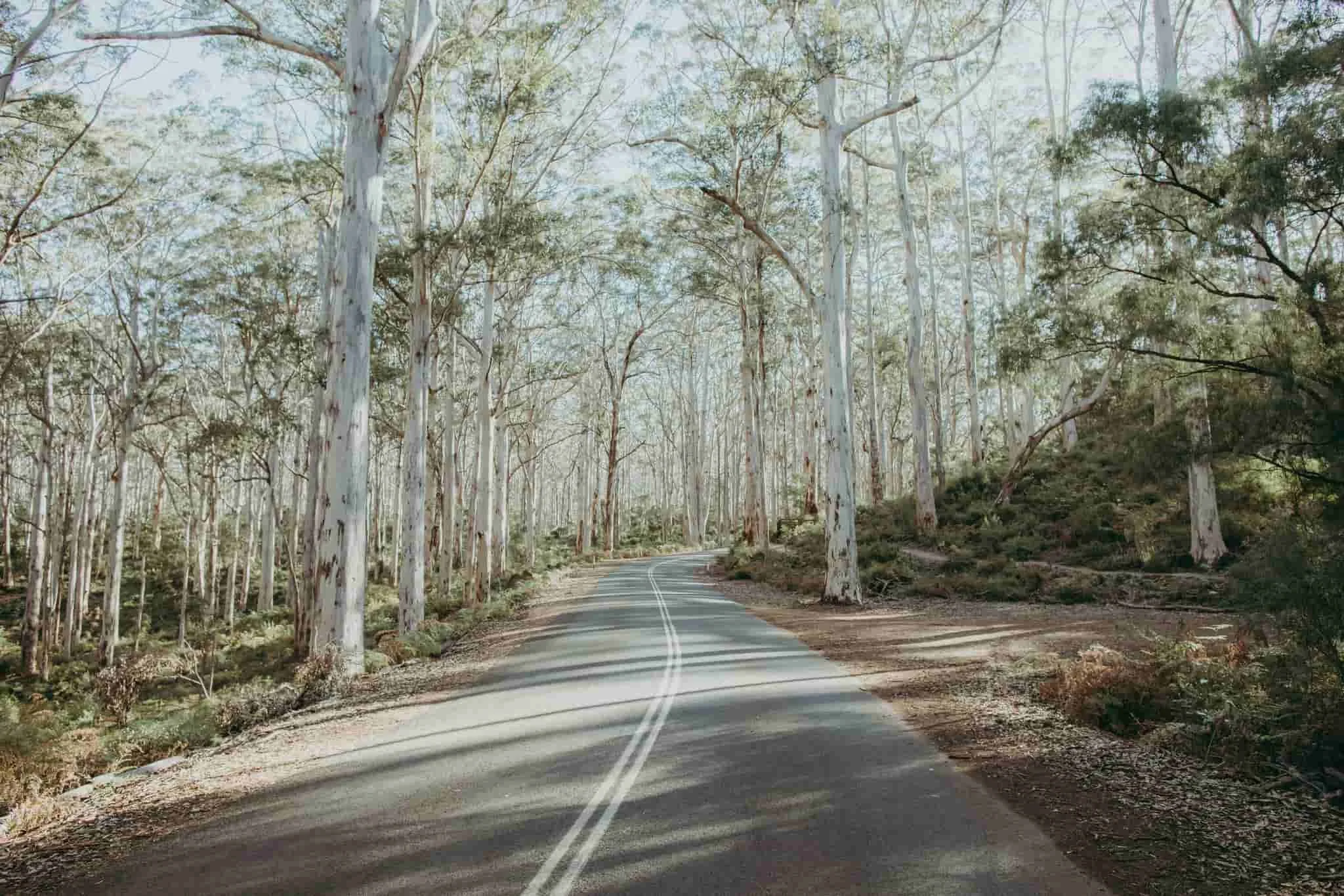 borrannup forrest