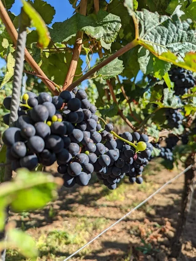 Pinot Noir Lovers Guide to Margaret River