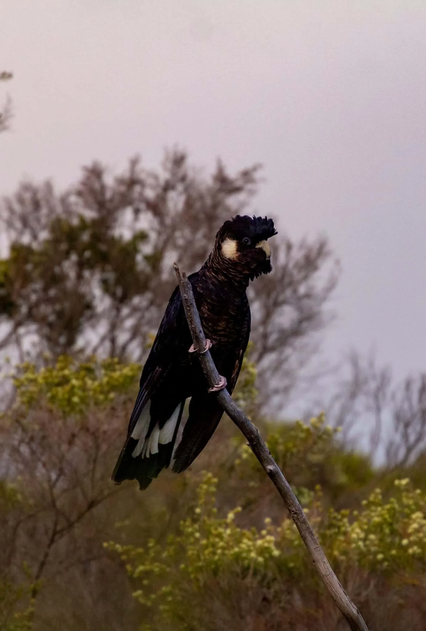 cockatoo in margaret river