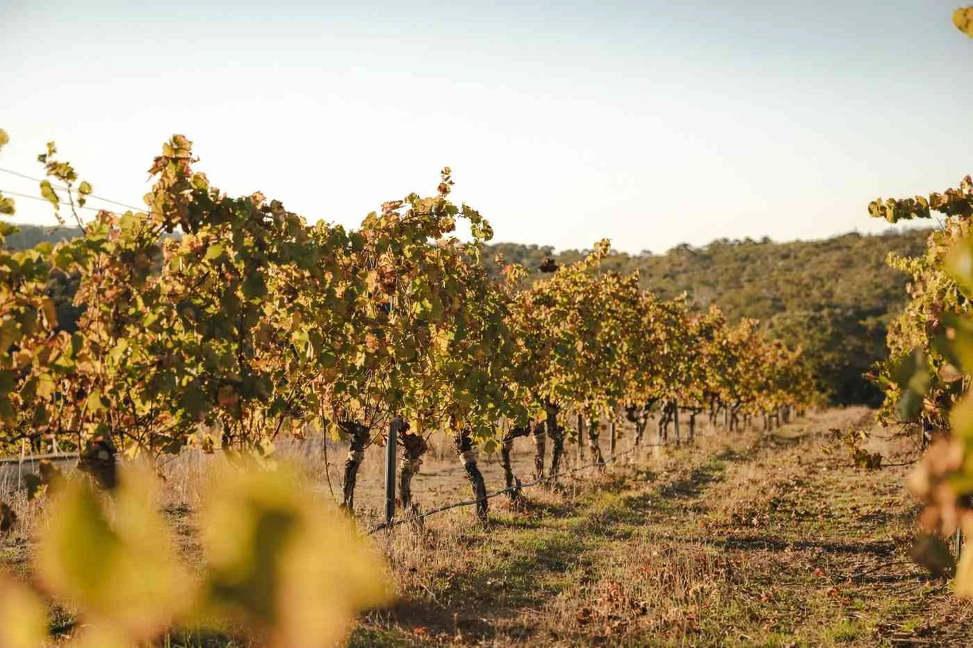 5 organic wineiries in margaret river
