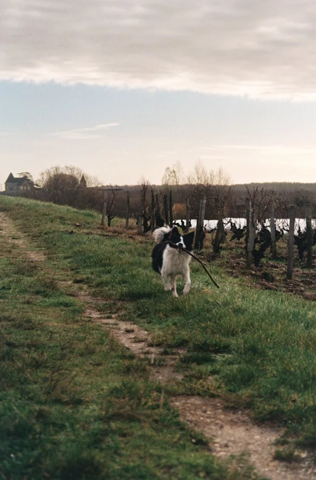 Enjoy a relaxed day visiting dog friendly wineries in Margaret River. We plan and host tailored wine experiences where your dog is welcome to join you.