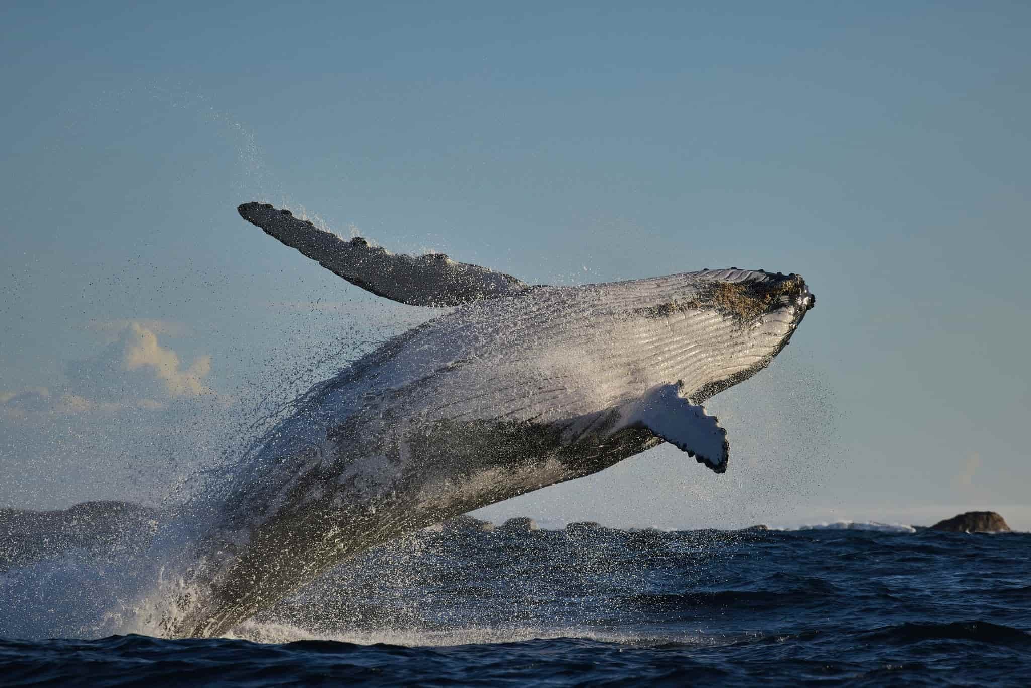 whale watching augusta