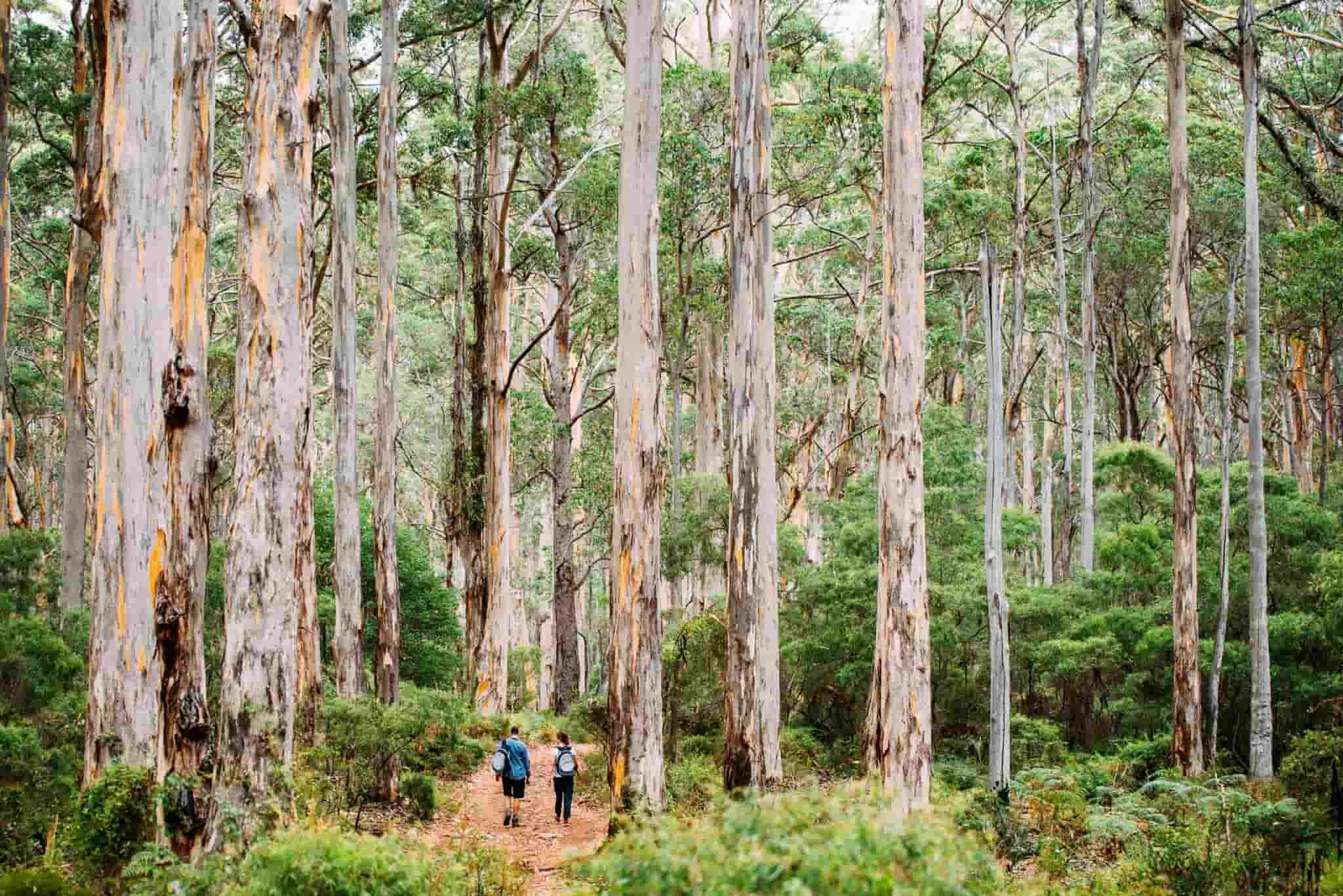 borranup forrest