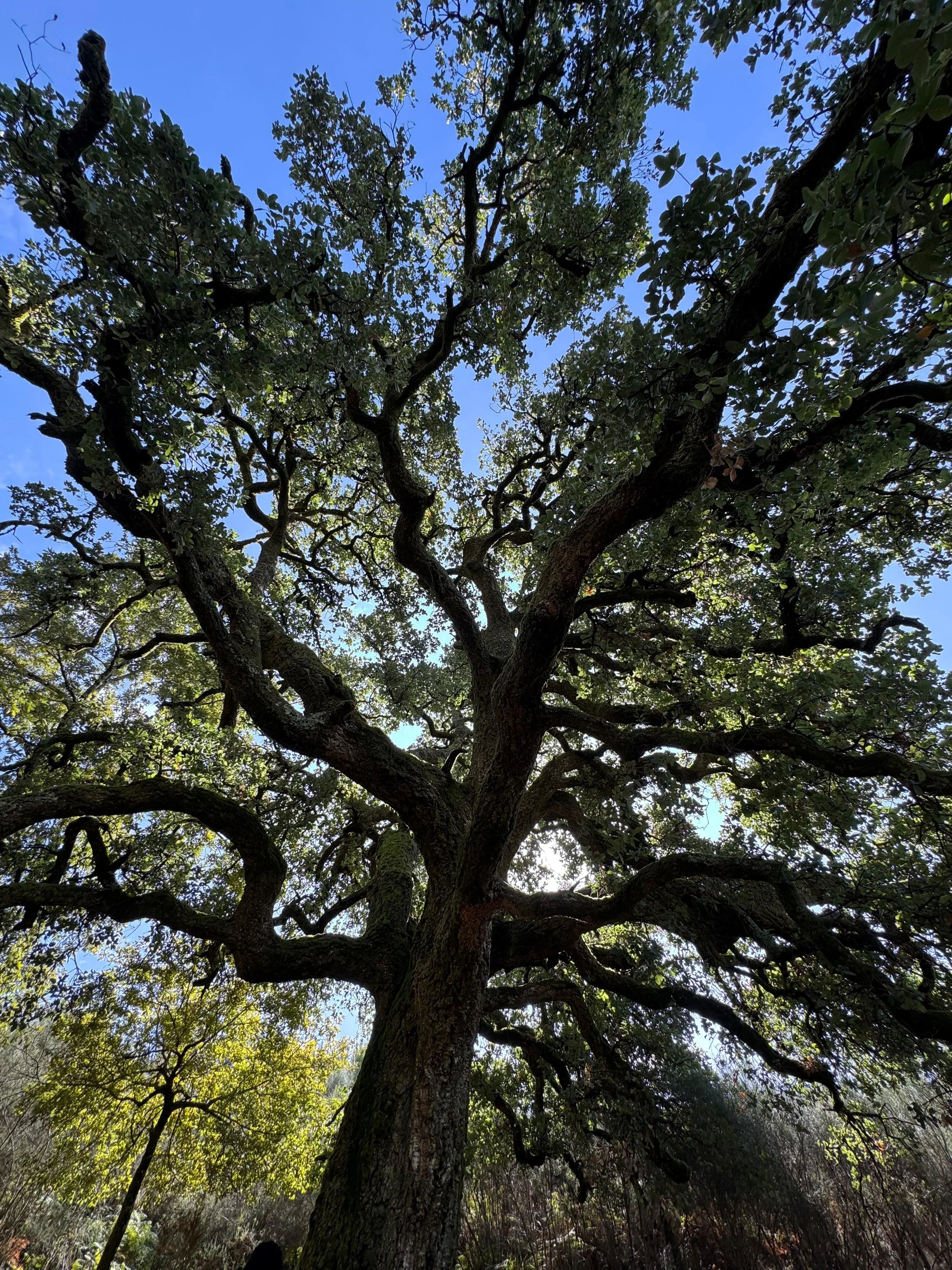 WhatsApp Image 2025-09-16 at 02.24.22.jpeg