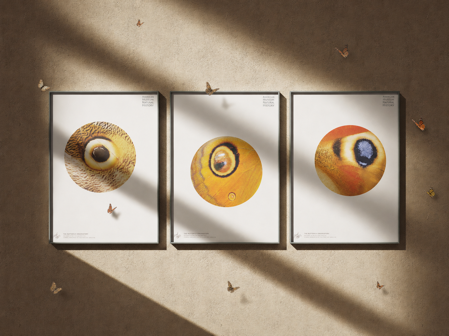 Three framed displays of close-up butterfly eyes on a beige wall, with butterflies around and shadows cast across the displays.
