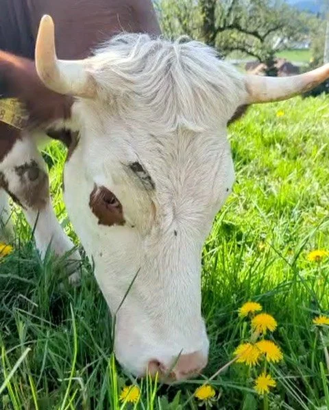 G E R M A N Y

@steingrubenhof in Baden-W&uuml;rttemberg, Germany

I met Tim and Isa at @richardperkins.co farm when we attended his internship together. They were planning the enterprises to start on her family&rsquo;s beautiful and picturesque moun