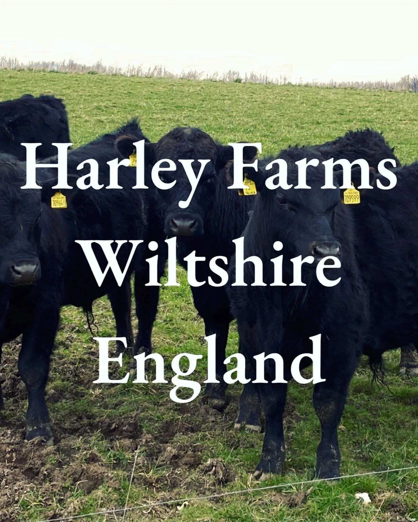 &lsquo;Let Mother Nature do the heavy lifting&rsquo;

Neil Harley runs Harley Farms, an #organic , @pastureforlife cattle farm in Wiltshire, England. 

He runs his cattle as close to nature as possible, taking inspiration from @serengetirules , the l