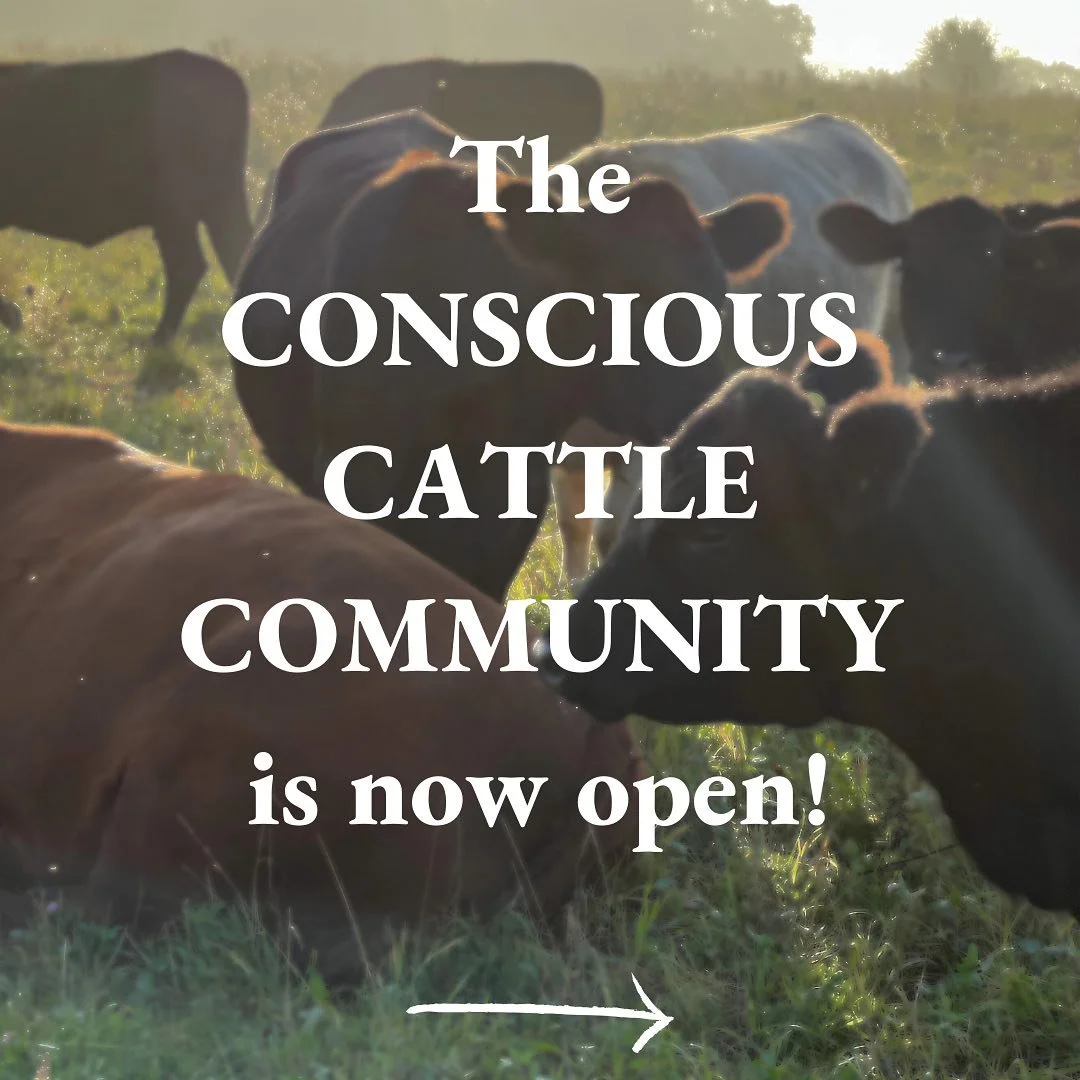 C O M M U N I T Y

🐂 I am very excited to announce that the Conscious Cattle Community is now open! 🐂

It&rsquo;s completely FREE for cattle farmers 

Comment &lsquo;CATTLE&rsquo; and I&rsquo;ll DM you a link!

#grassfedbeef #regenerativeagricultur