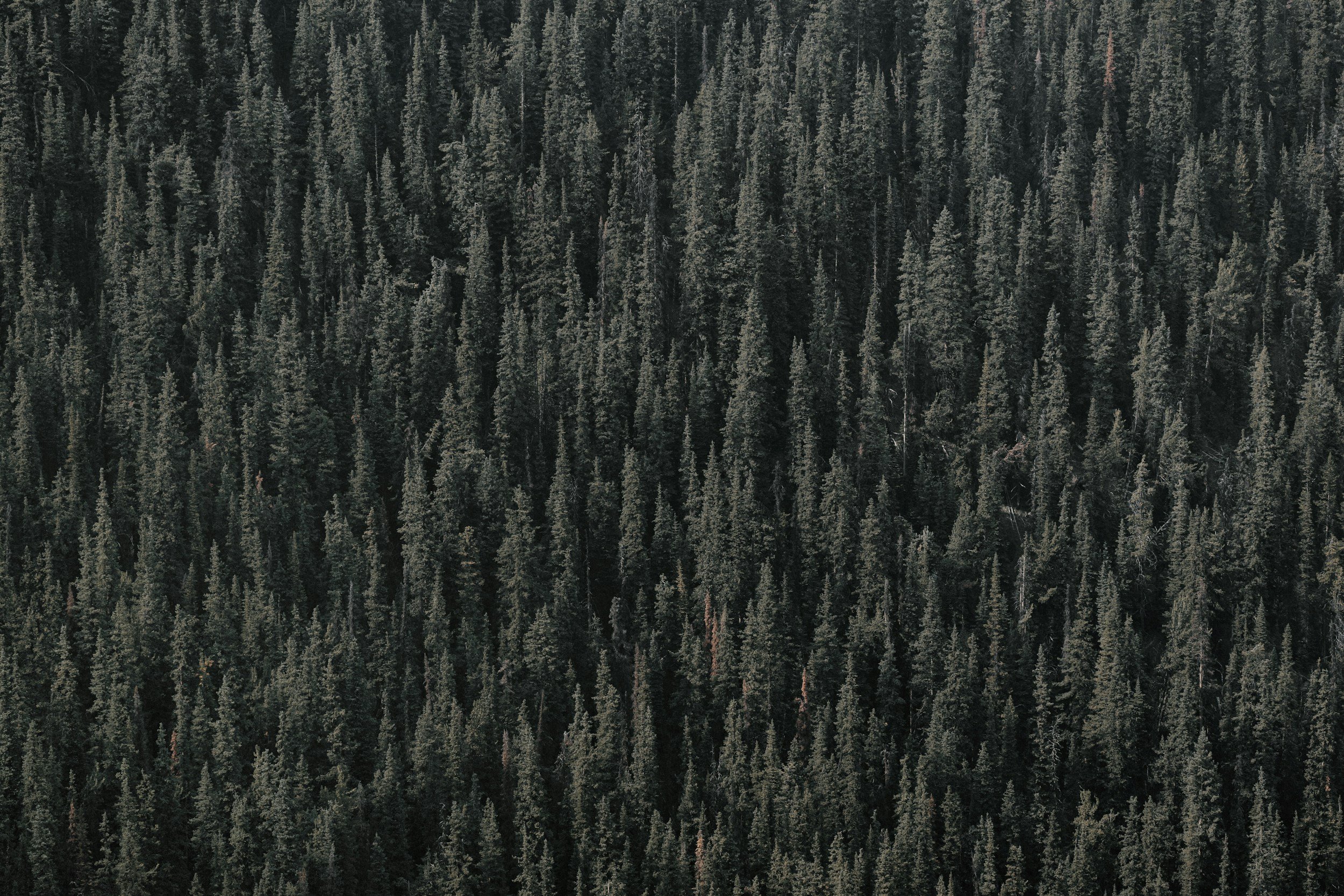Forests Redefined: Examining Ecosystems, Perception, and the Cost of Green Goals