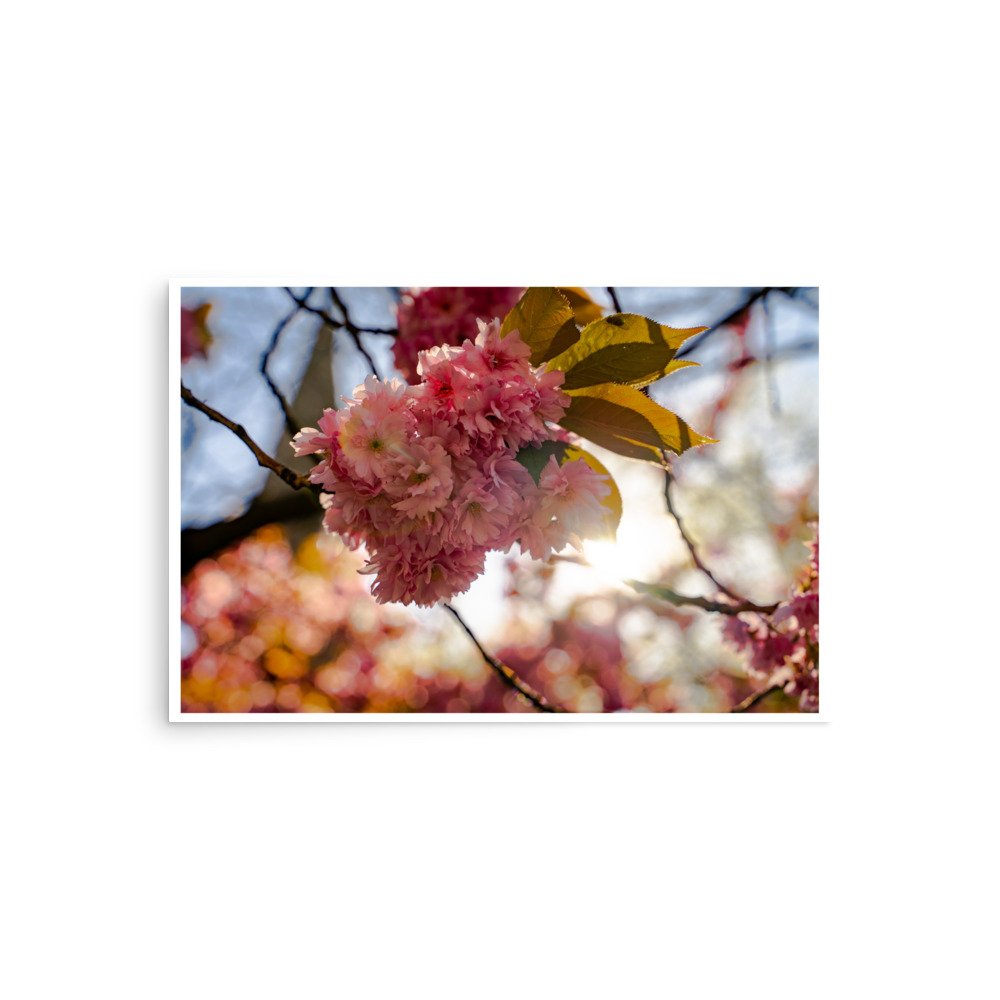 Cherry Blossom Bloom