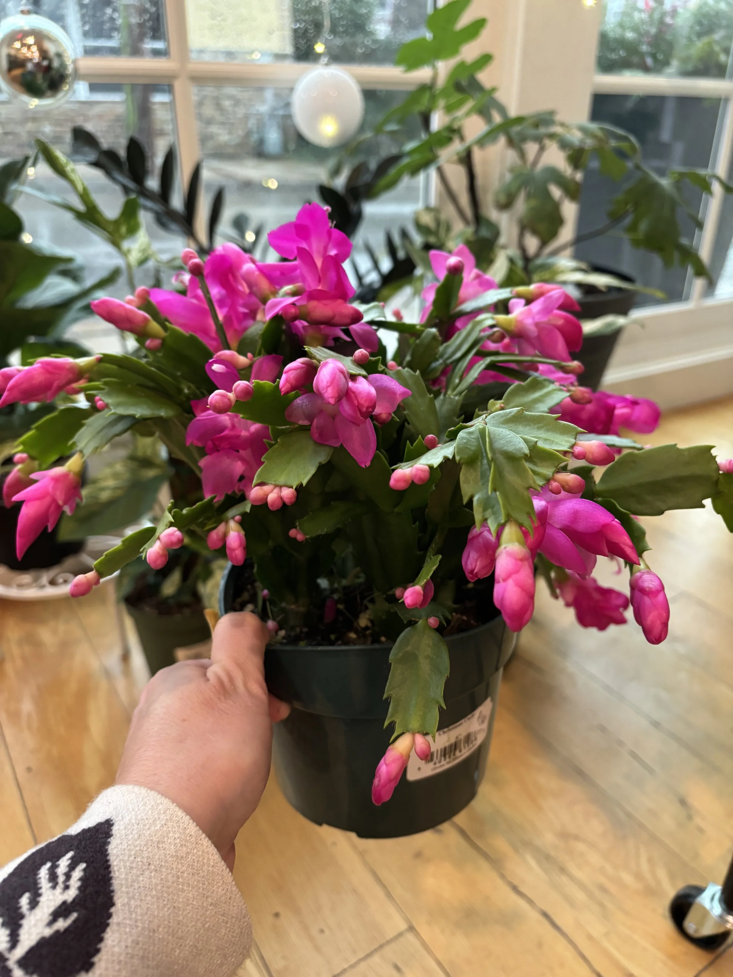 Pink Christmas cactus in a black pot being held indoors near a window.