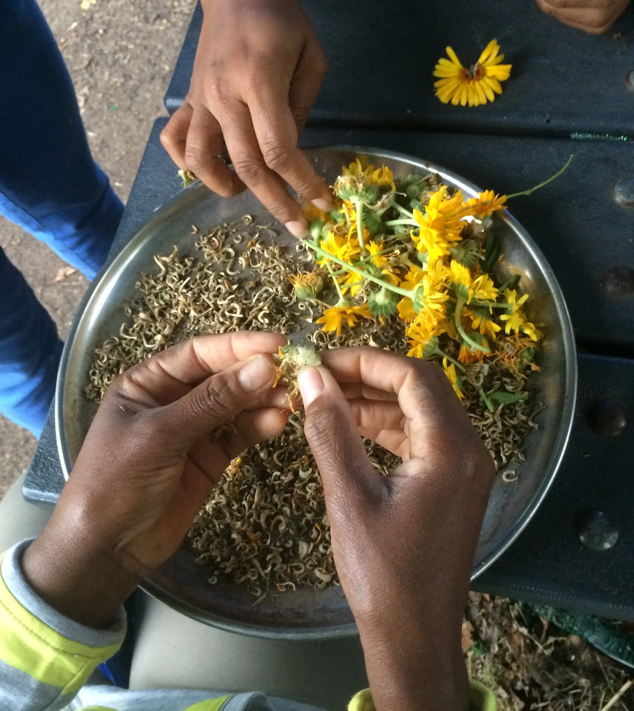 Seed Saving in the Garden