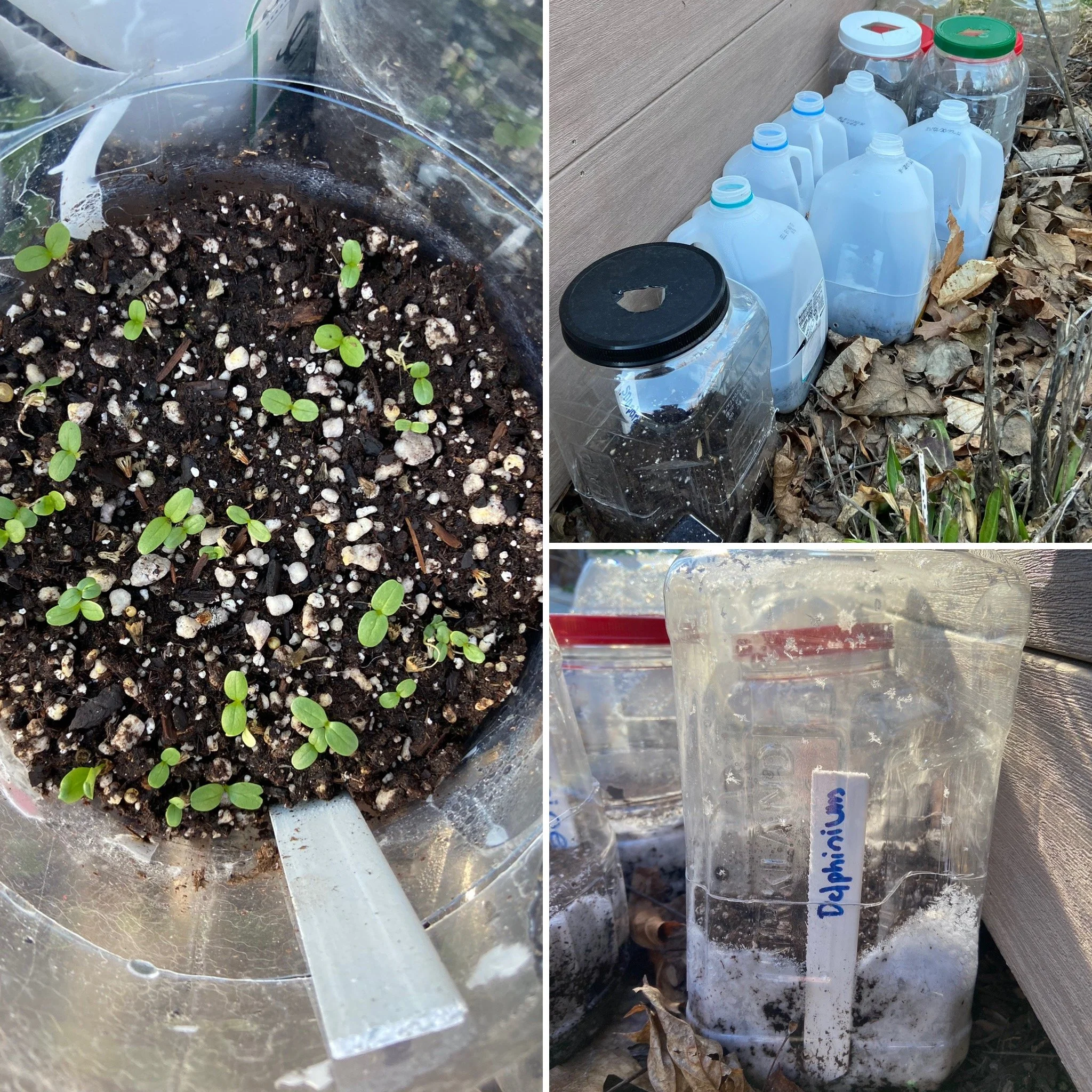 Winter Sowing Workshop