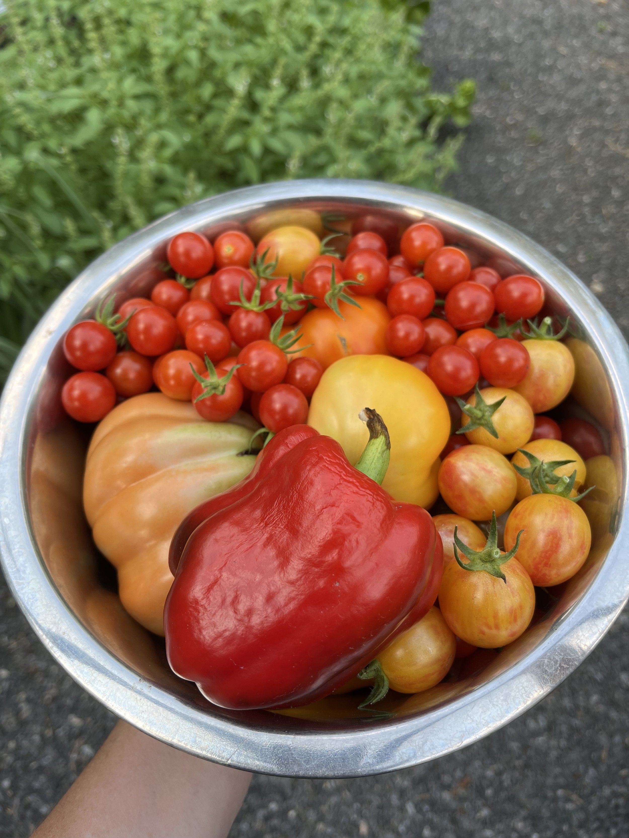 Vegetable Garden Basics