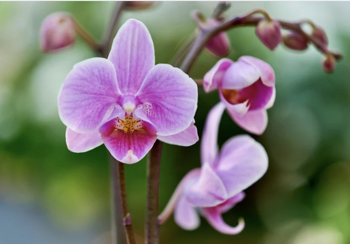 Orchid Care  Workshop