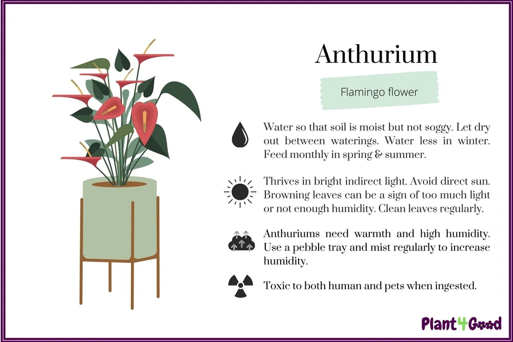 Plant Care Cards | Enhance Your Plant Care  Plant 4 Good