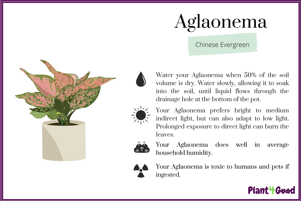 Plant Care Cards | Enhance Your Plant Care — Plant 4 Good