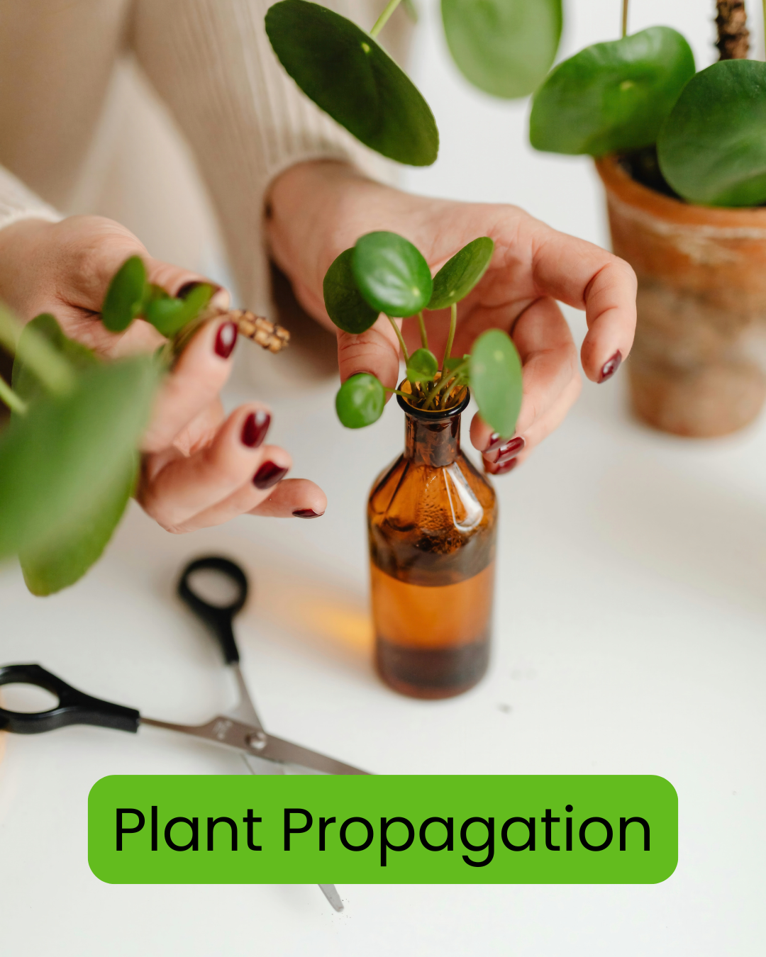 A persons hands holding a piece of a money plant with a propagated piece of the plant in a jar of water