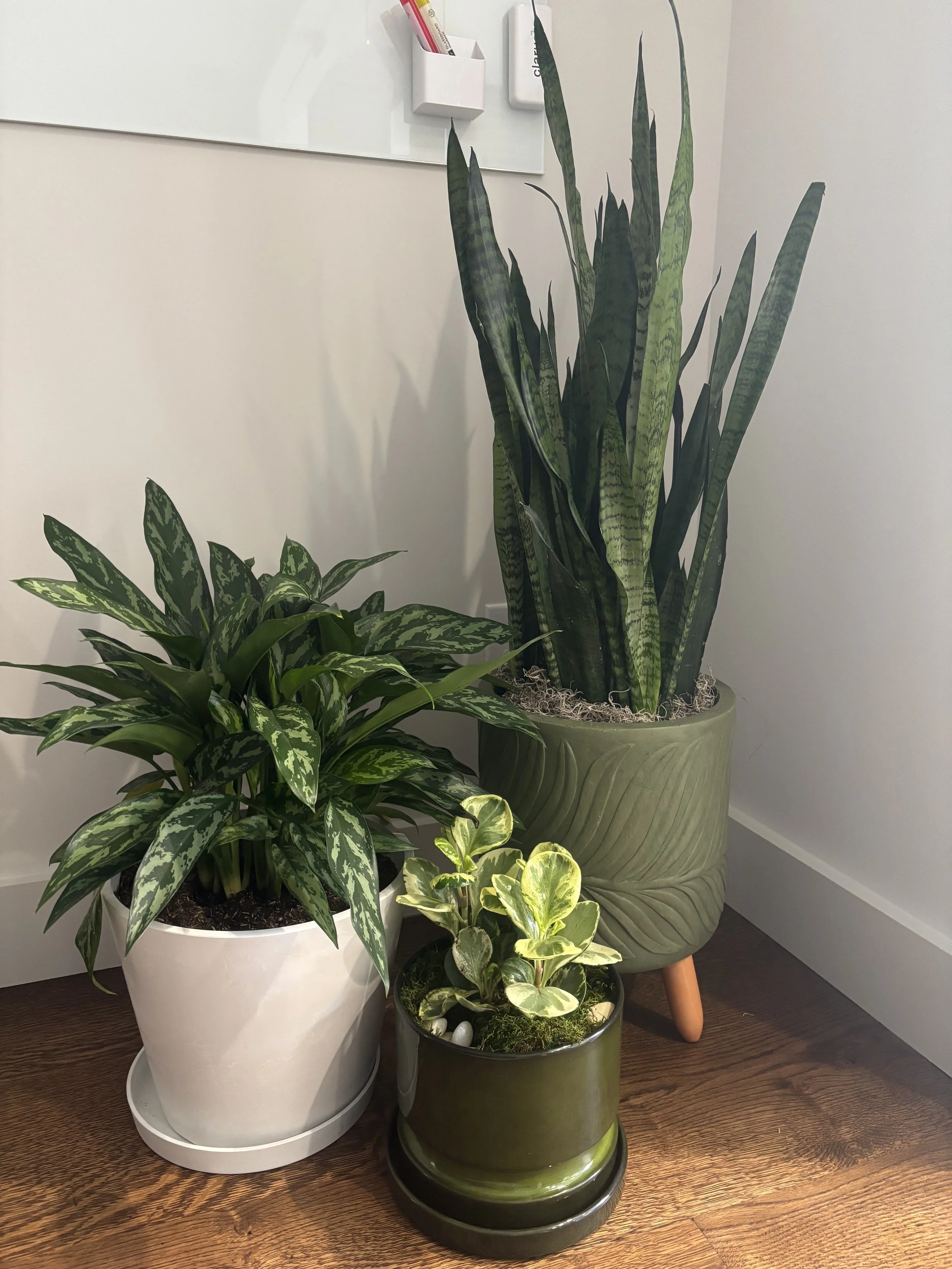 pinemarIMG_6501.jpg