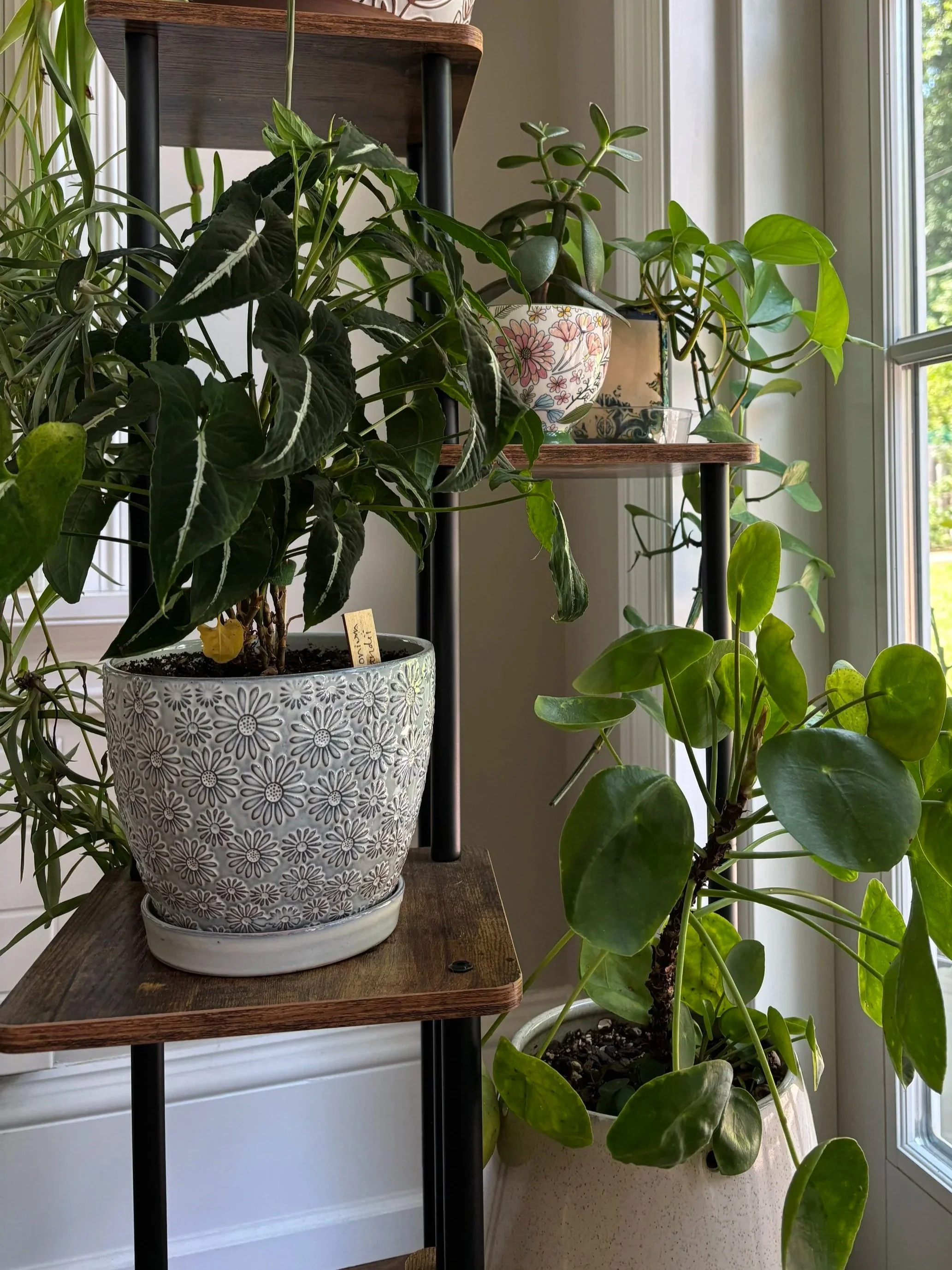 Houseplant Care Basics