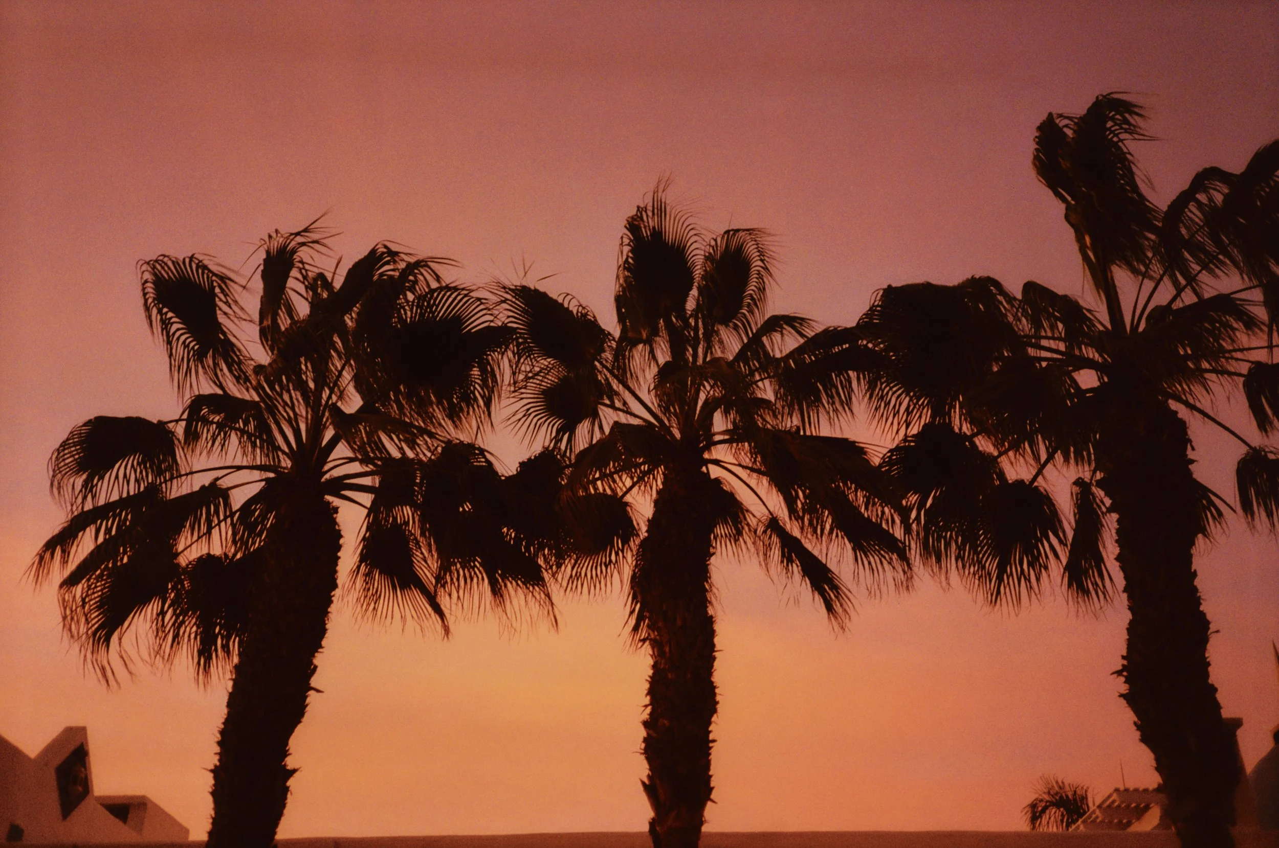 aiden-curtiss-hardcopy-vol1-palms.jpg
