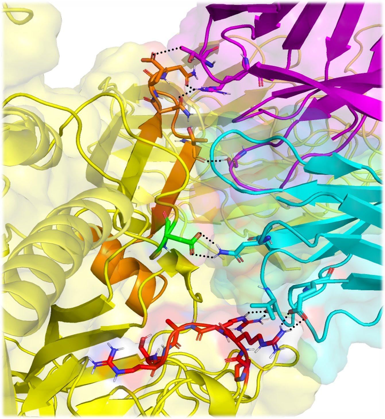 Recognition of SARS-CoV-2 spike superantigenic segment by T cell receptors (Cheng et al., PNAS 2020); a collaboration between the Bahar (Laufer Center) and Arditi (Cedars Sinai/UCLA) labs 