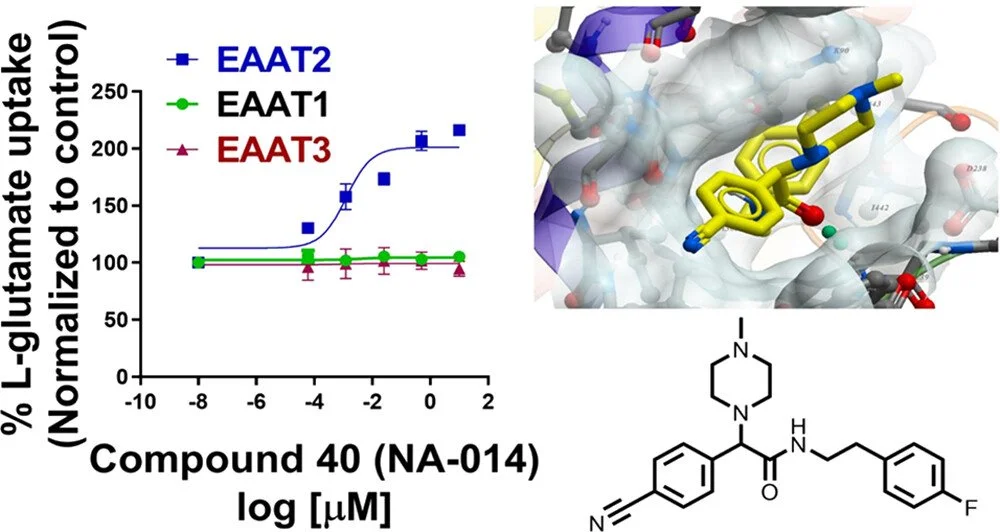 Design, synthesis and characterization of positive allosteric modulators (PAMs) of excitatory amino acid transporter 2 (EAAT2) (Fontana et al. J Med Chem, 2024); a collaboration between Salvino (Wistar Institute), Fontana (Drexel) and Bahar (Laufer C