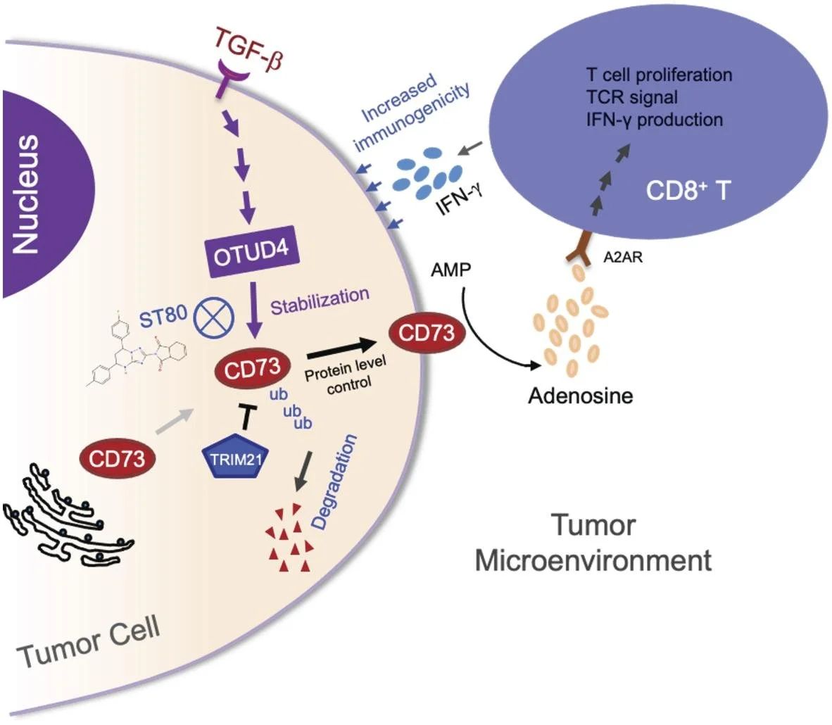 A novel strategy for treating immune-suppressive breast cancer: pharmacological prevention of CD73 deubiquitination (Zhu et al., J Clinical Investigation 2024); a collaboration between the Wan (Emory),  Zhang (Northwestern) and Bahar (Laufer Center) 