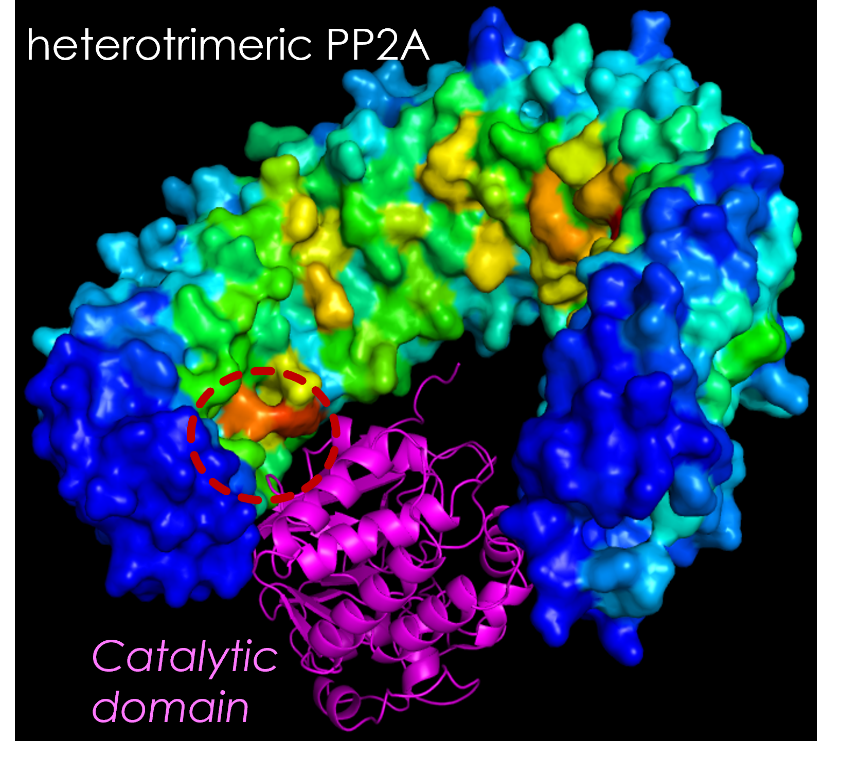Allosteric activation of tumor suppressor protein phosphatase (PP2A); HFSP-funded collaboration between Bahar (Laufer Center), Itzhaki (Cambridge, UK), Gordon (Victoria U) and Yang (Taiwan Tsinghua U)
