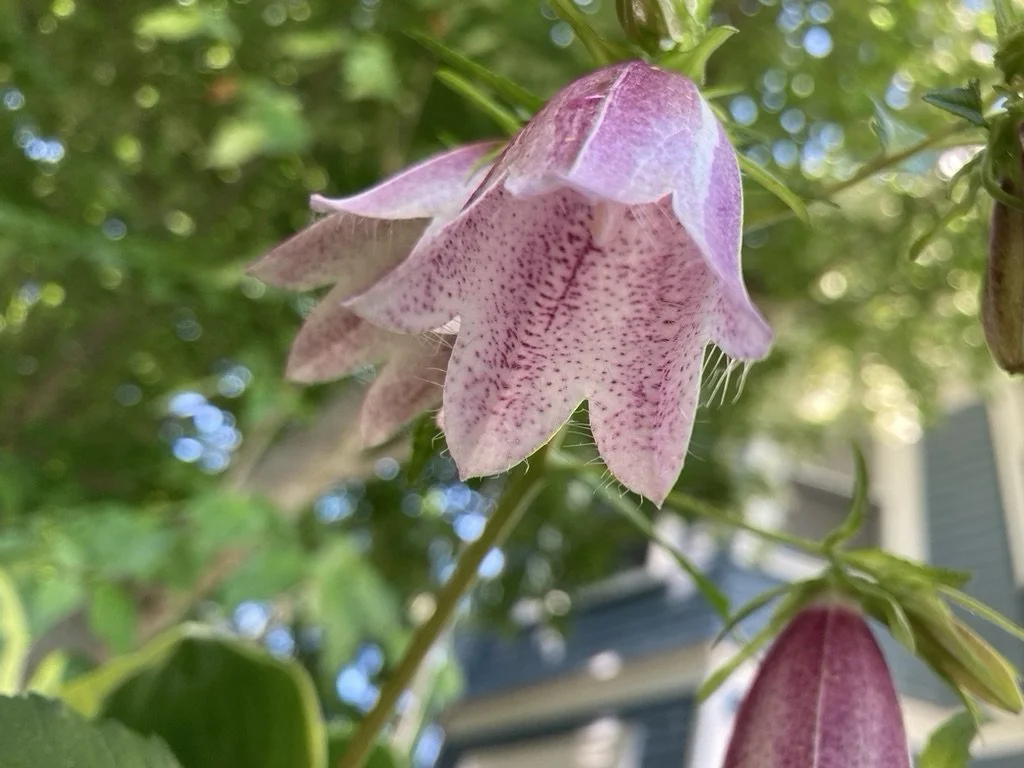 Gardens, Labyrinth, and Sacred Spaces