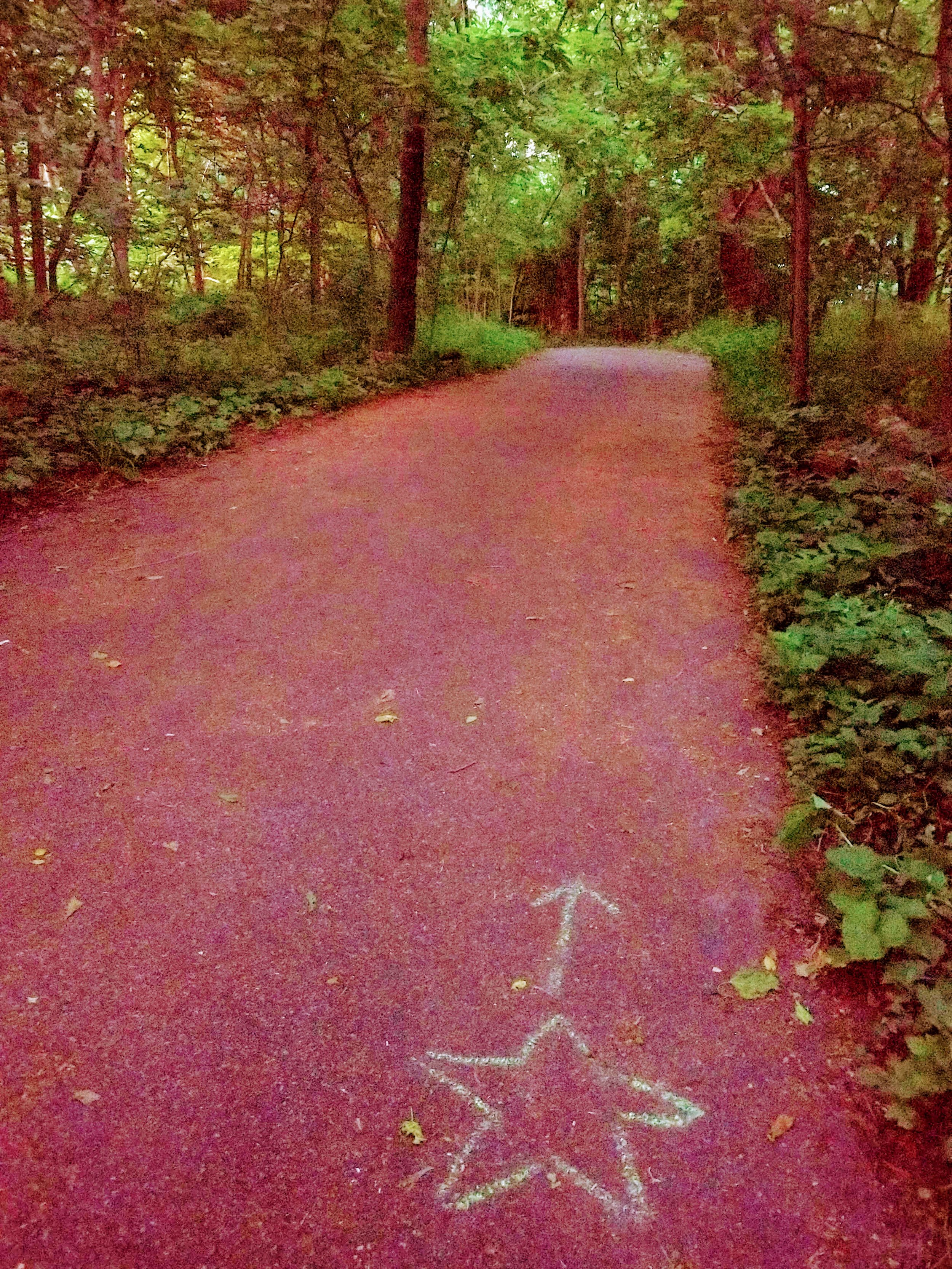 Red path through the woods with a star and arrow leading the way