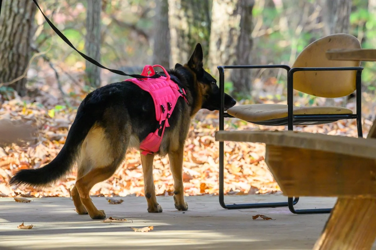 Intro Scentwork | Sundays 1pm | March 22nd