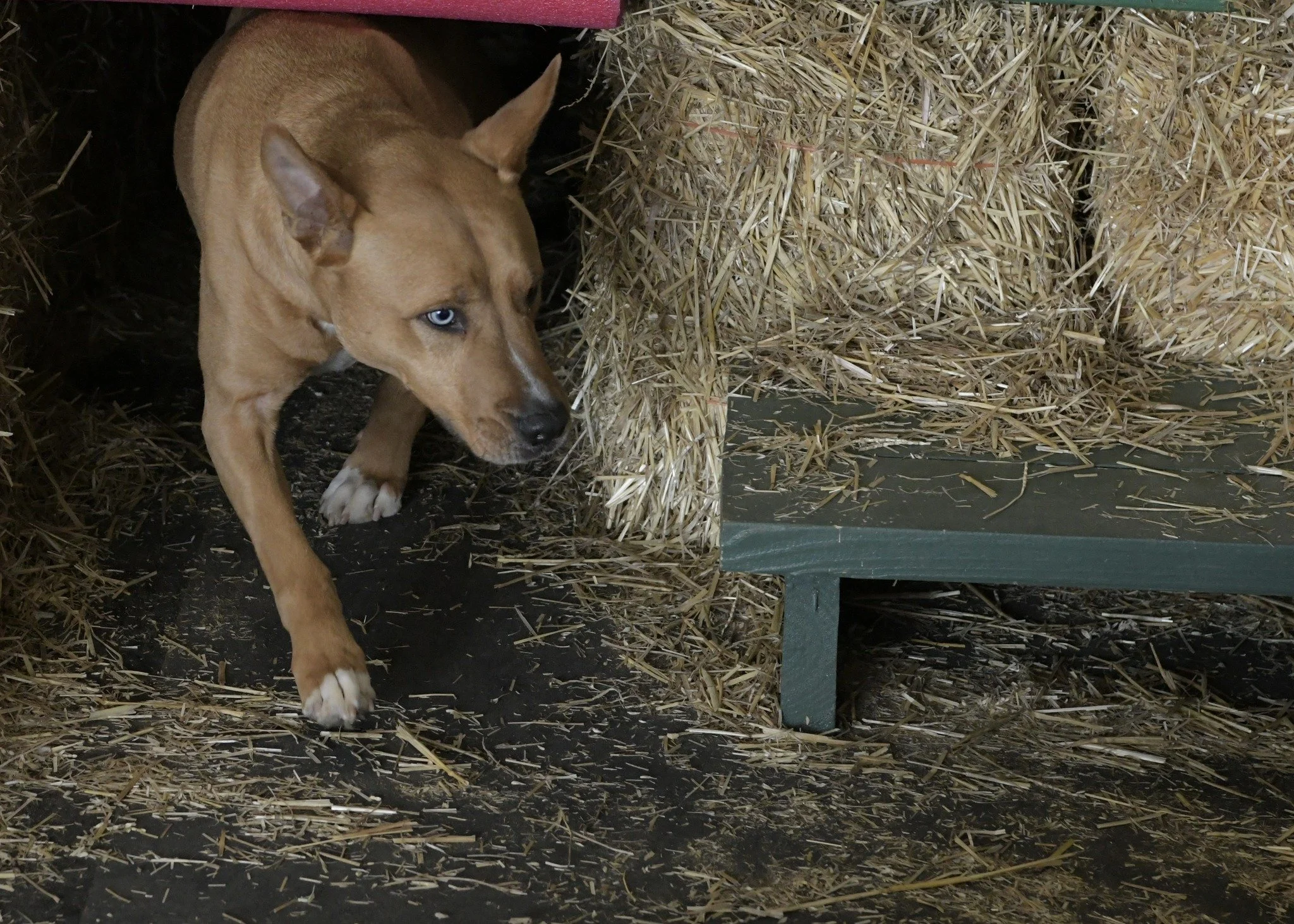 Barn Hunt Run Throughs- Novice Open