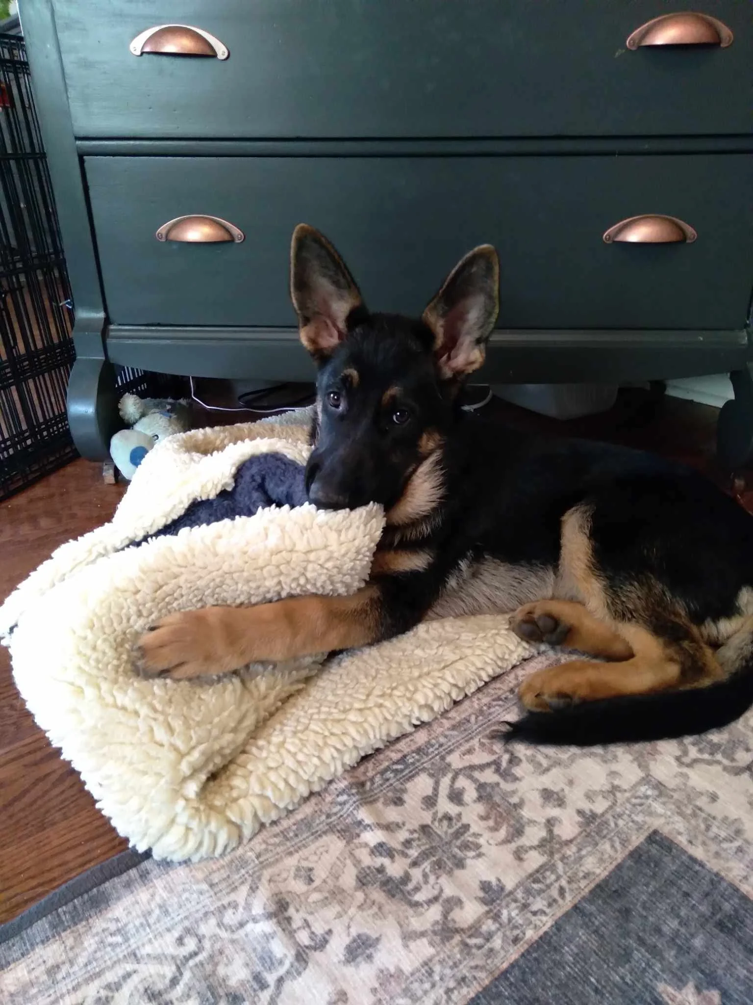 Puppy Pre-School | Sundays 12pm | February 1st