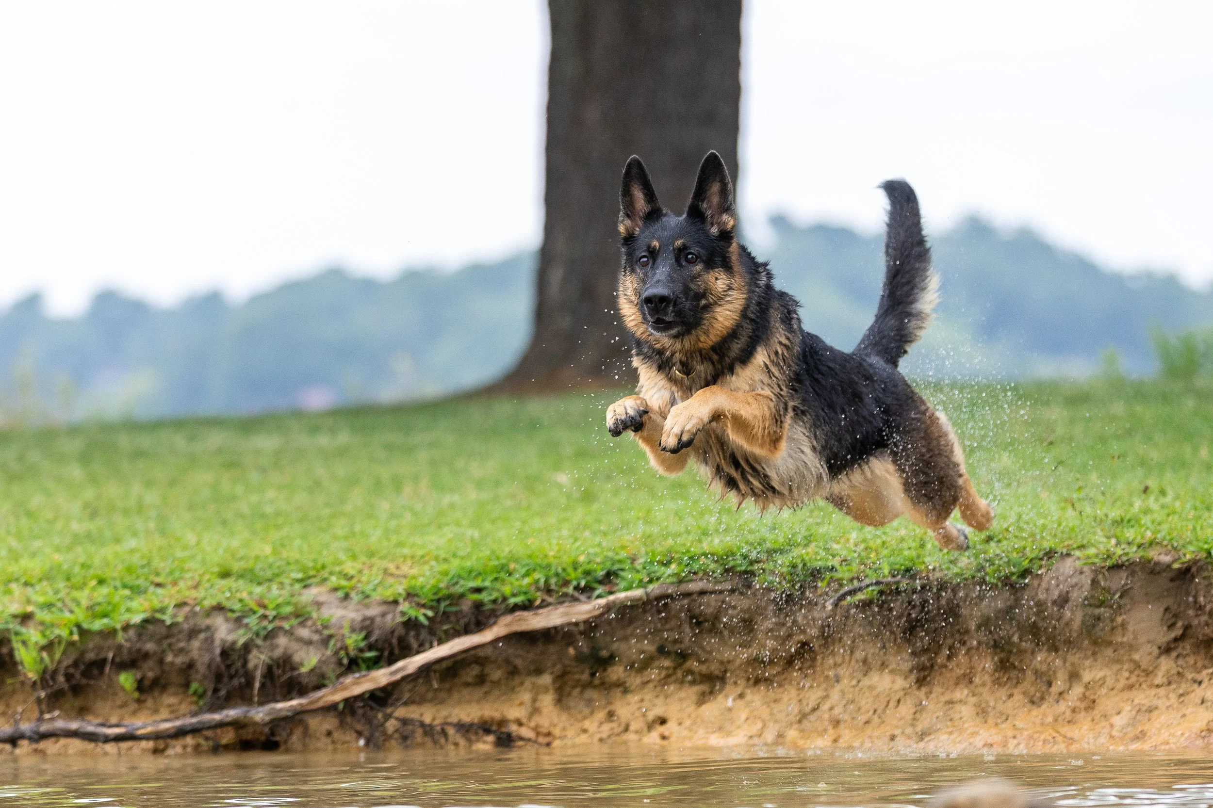 Dock Diving Workshop Part 1 with Bonnie Jane