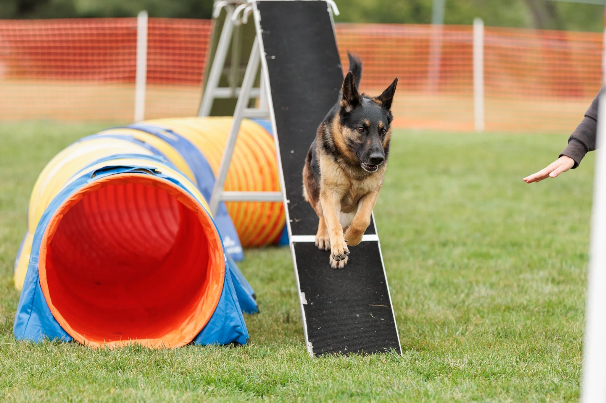 Agility Small Course Open Run Throughs
