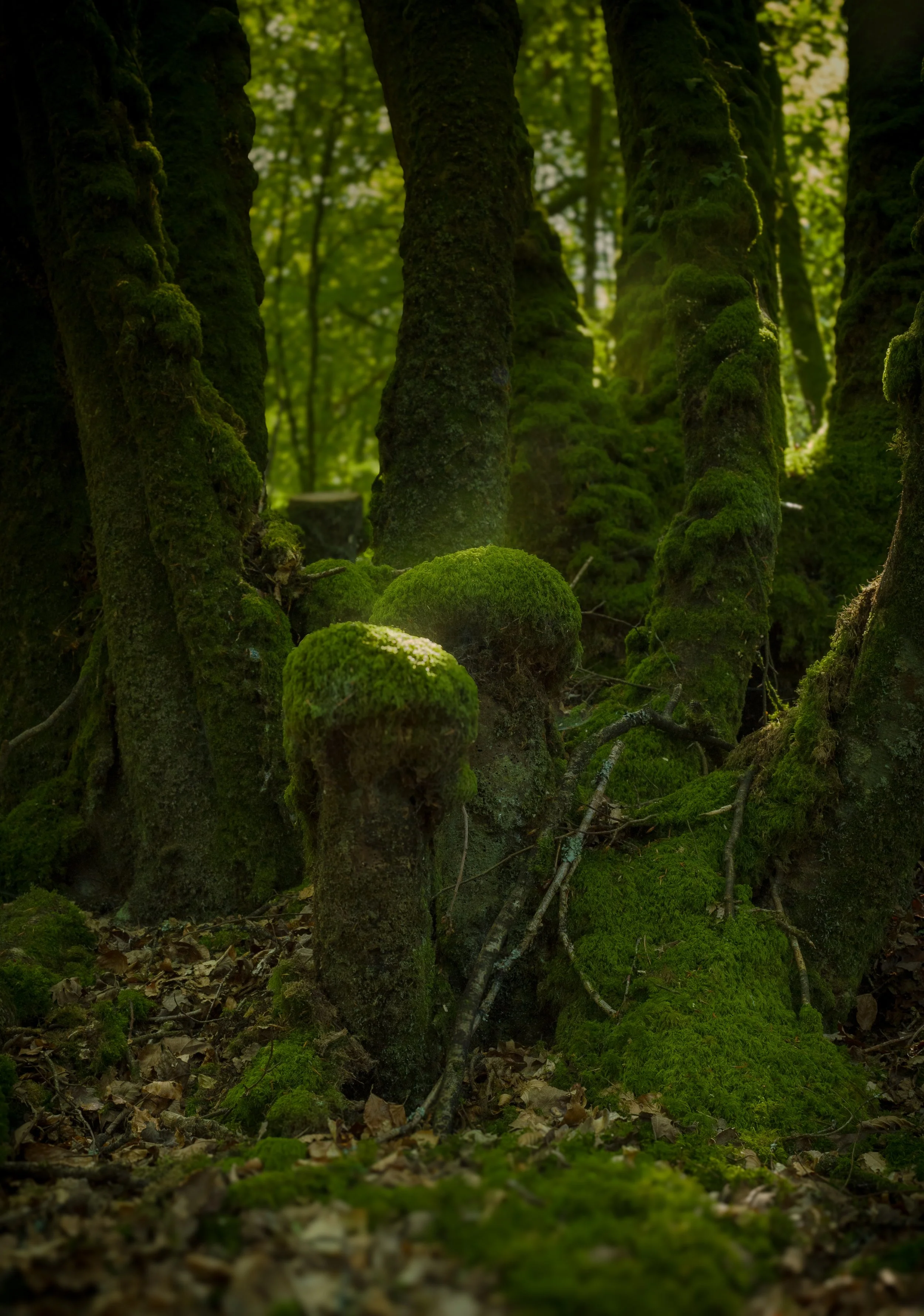 Racines d'arbres couvertes de mousse dans une forêt verte