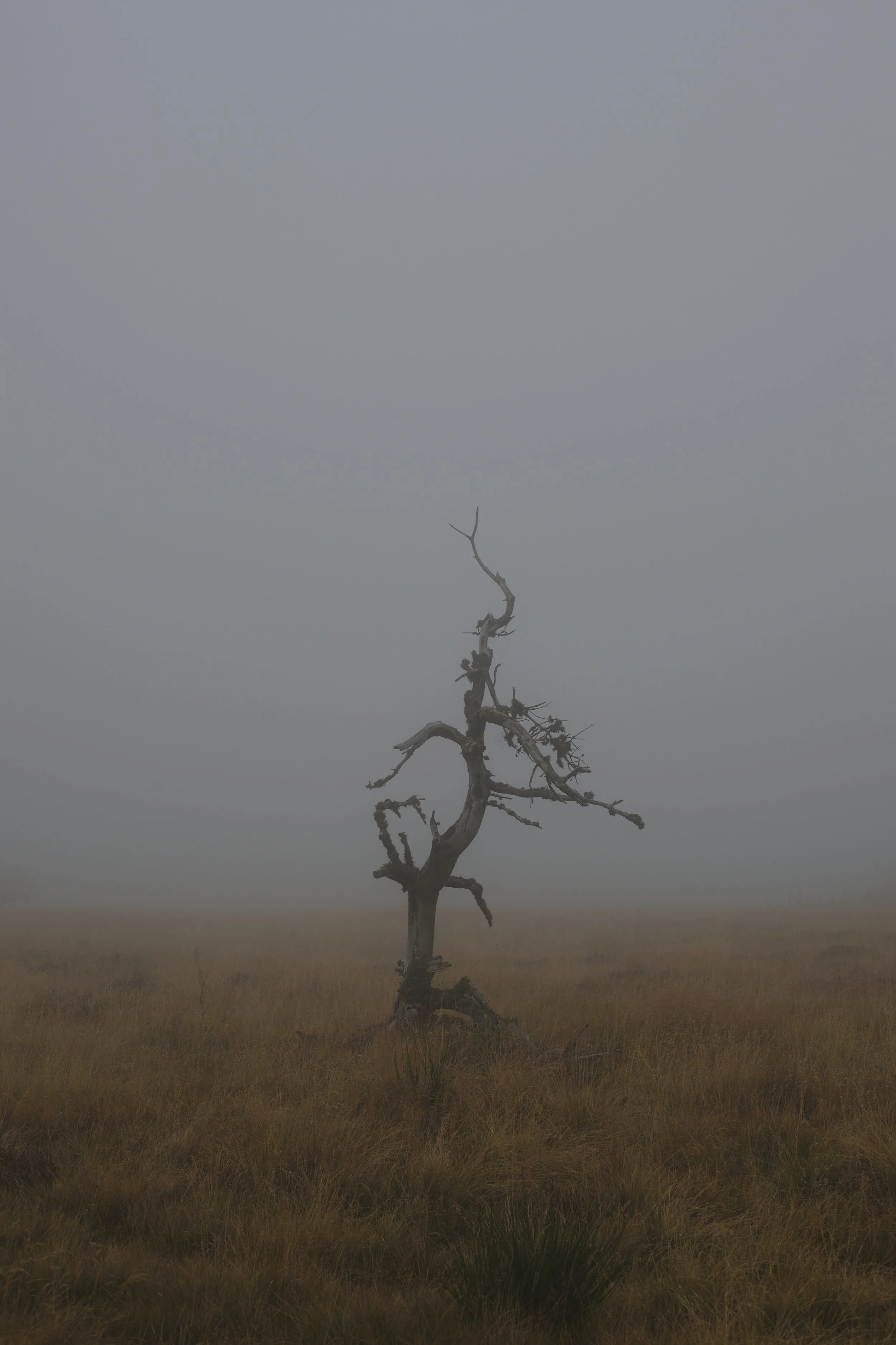 Arbre mort et tortueux dans un champ brumeux et gris