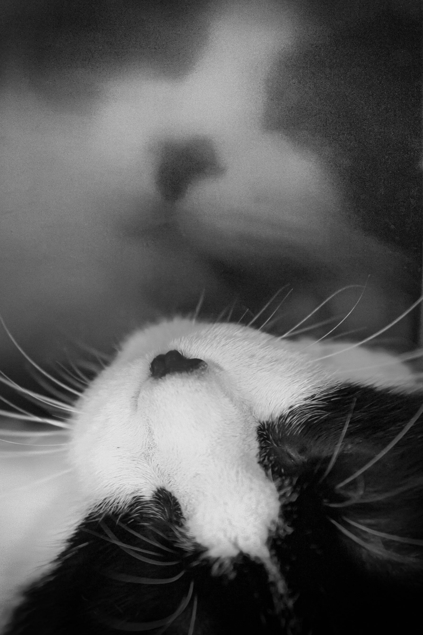 Photo en noir et blanc d'un chat allongé, montrant son visage en gros plan, avec ses yeux fermés, son nez, ses moustaches et sa bouche.